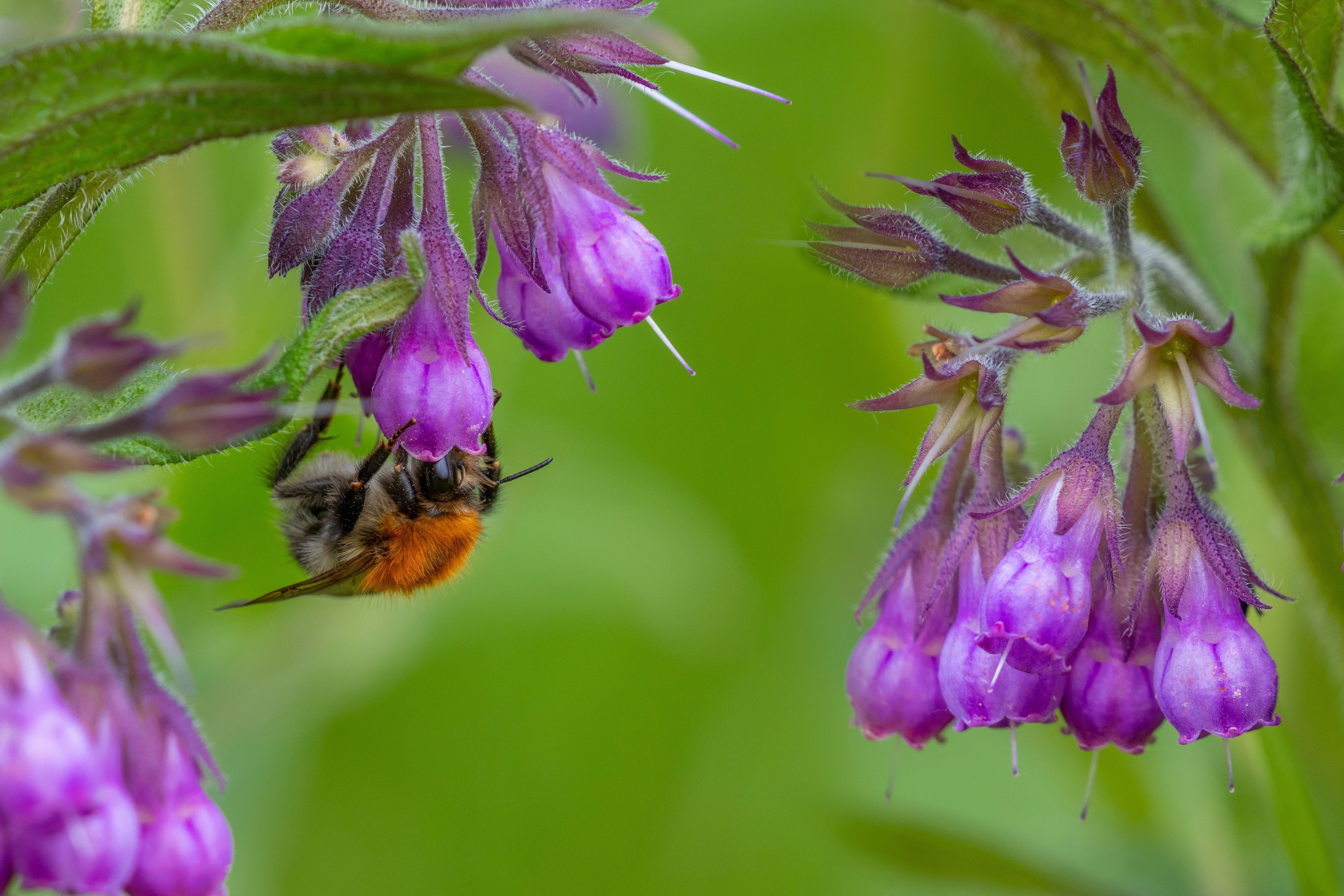 10 TRUE COMFREY Comphrey Symphytum Officinale Herb Seeds Purple Flowers - Image 7