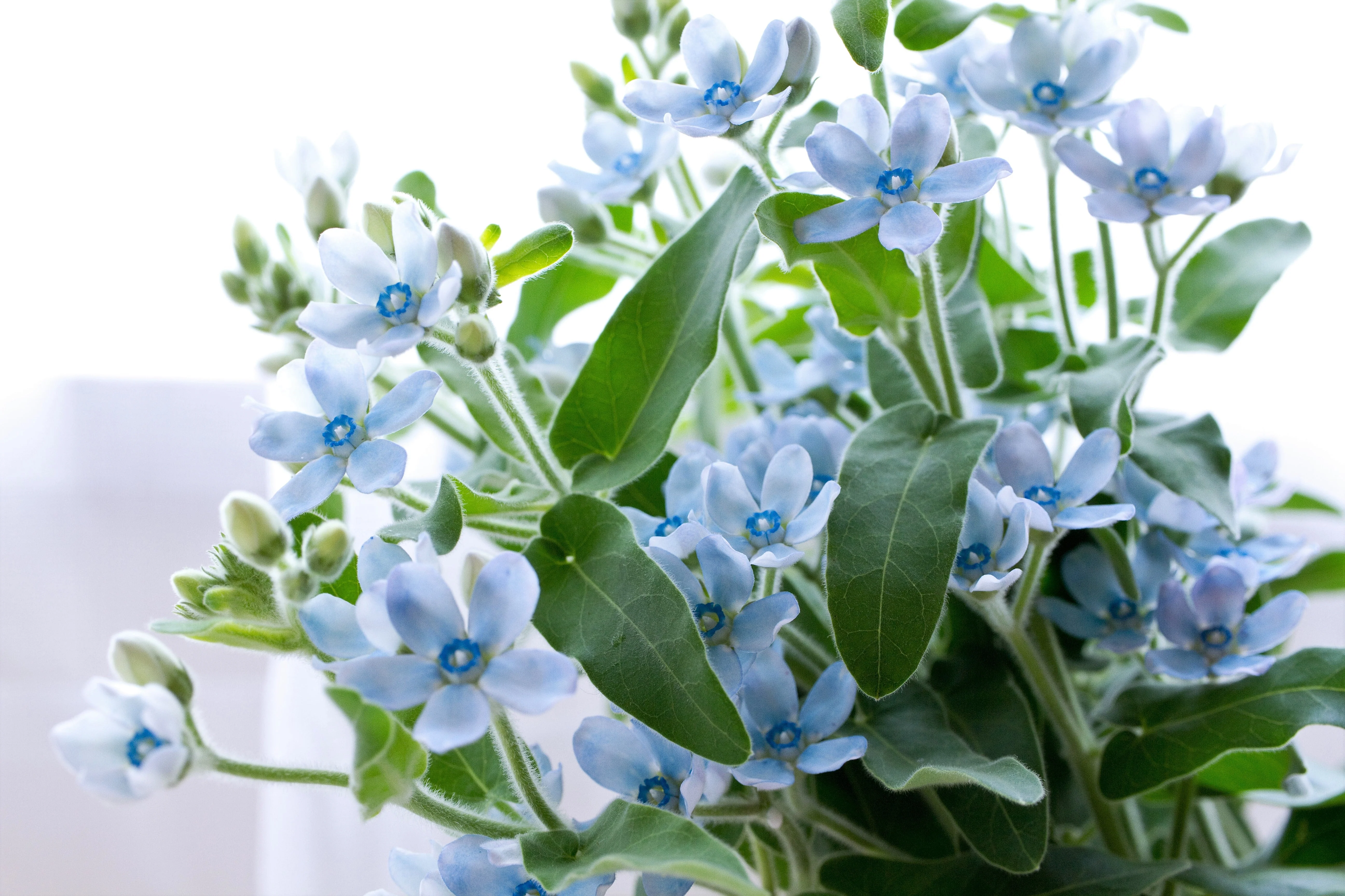 10 TWEEDIA BLUE MILKWEED Southern Star of Argentine Tweedia Caerulea syn. Oxypetalum Flower Vine Seeds - Image 3