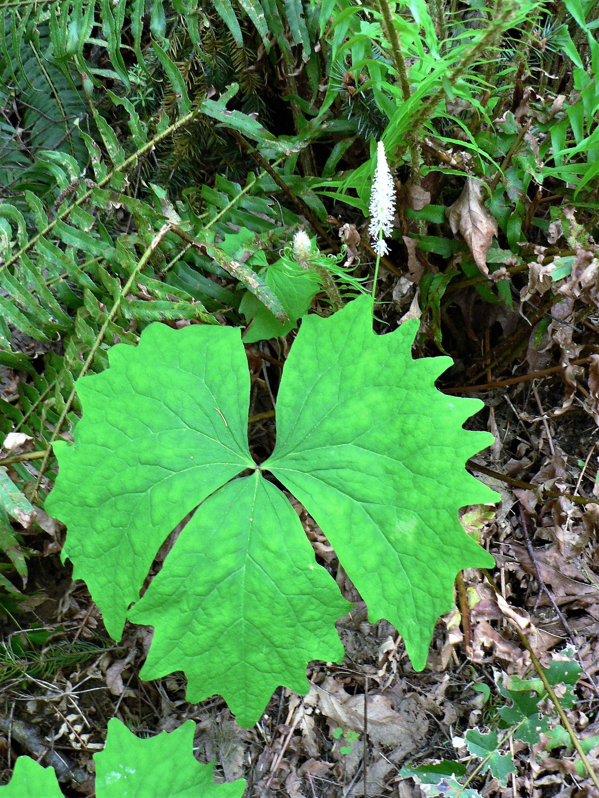 10 VANILLA LEAF Achlys Triphylla Deer Foot Vanillaleaf Fragrant Foliage White Shade Groundcover Flower Seeds - Image 13