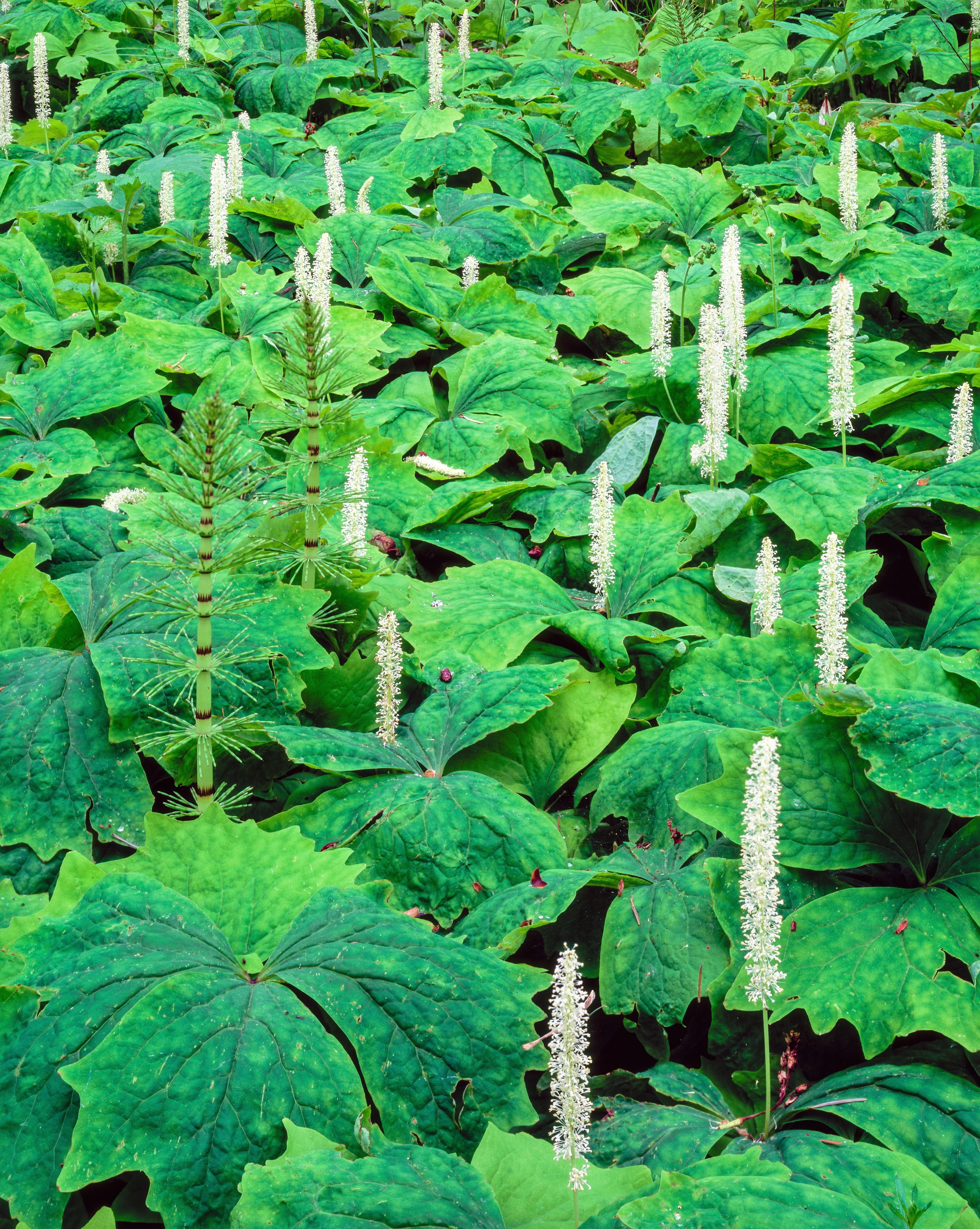 10 VANILLA LEAF Achlys Triphylla Deer Foot Vanillaleaf Fragrant Foliage White Shade Groundcover Flower Seeds - Image 5