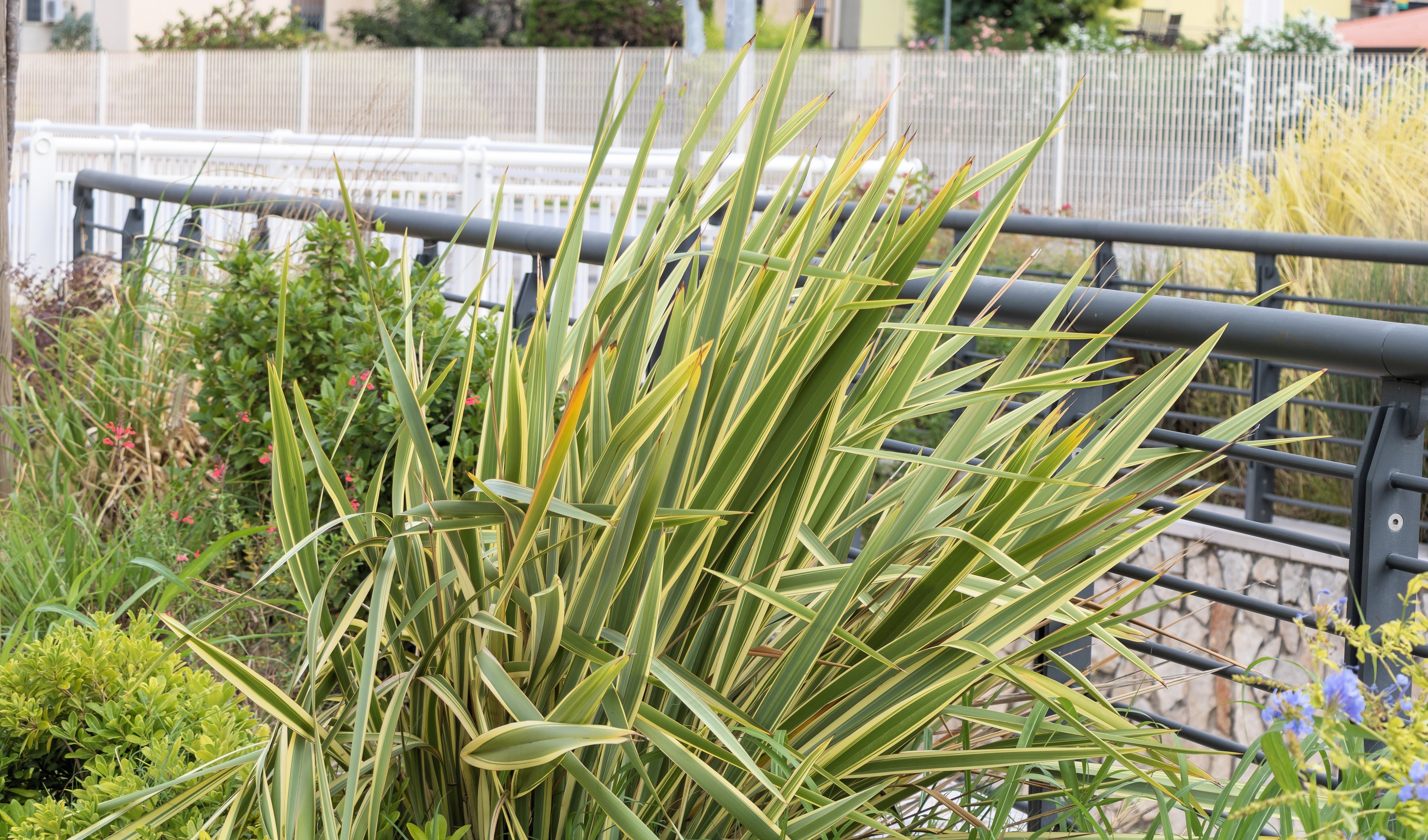 10 Variegated NEW ZEALAND FLAX Phormium Tenax Variegatum Ornamental Grass Flower Seeds - Image 11