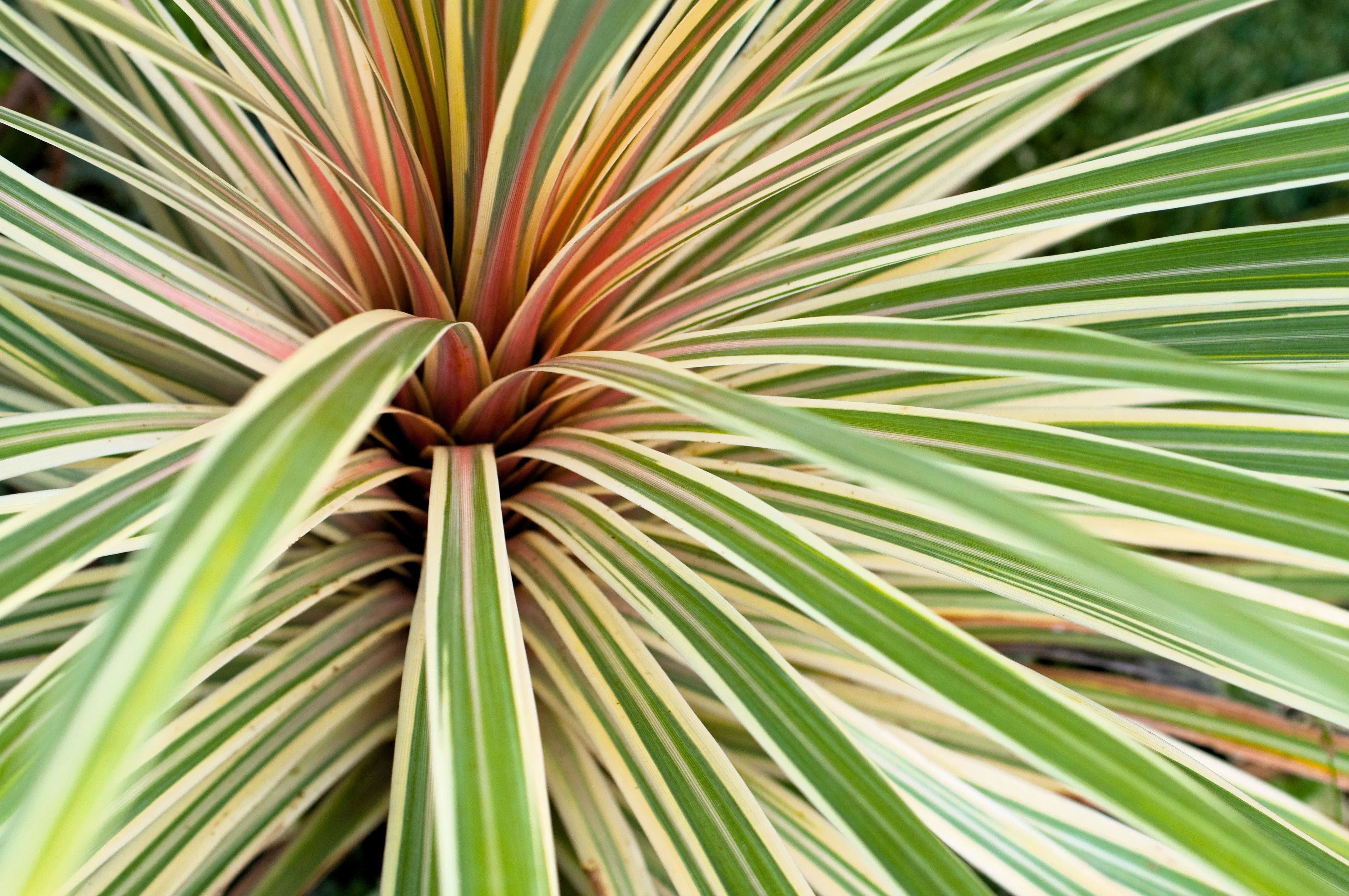 10 Variegated NEW ZEALAND FLAX Phormium Tenax Variegatum Ornamental Grass Flower Seeds - Image 6
