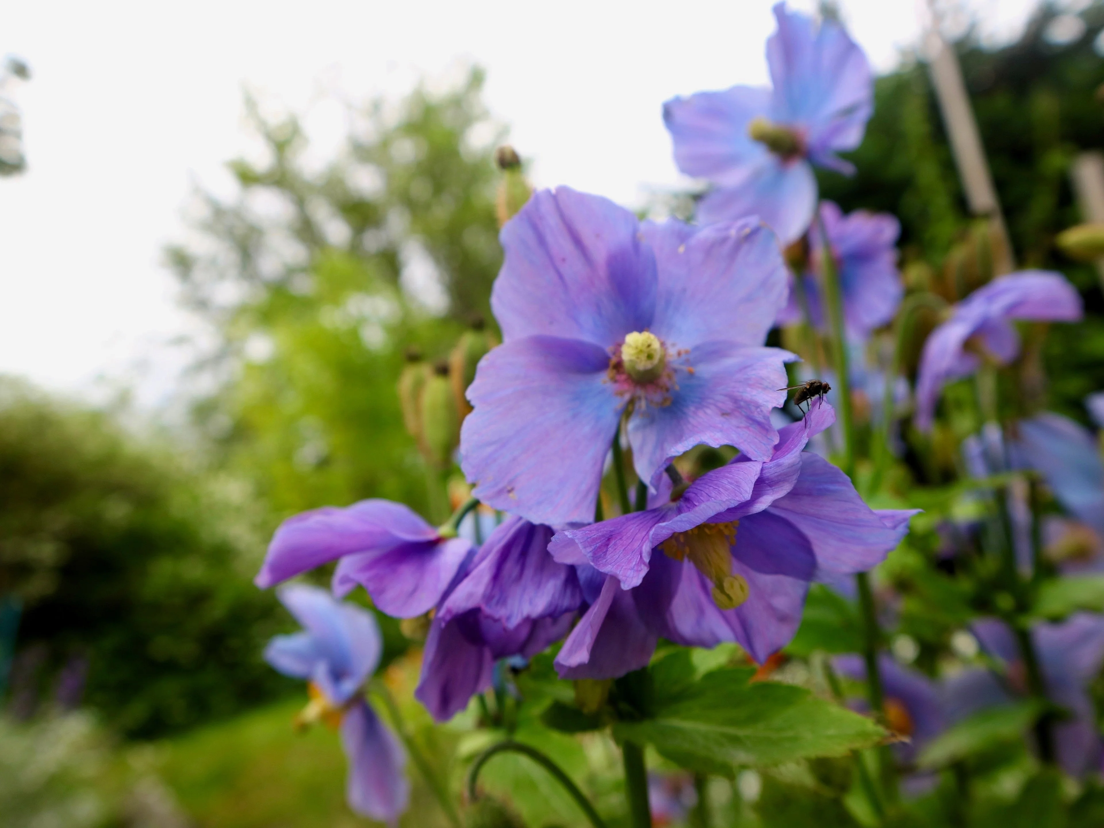 10 VIOLET HIMALAYAN POPPY Meconopsis Betonicifolia Purple Hensol Flower Seeds - Image 10