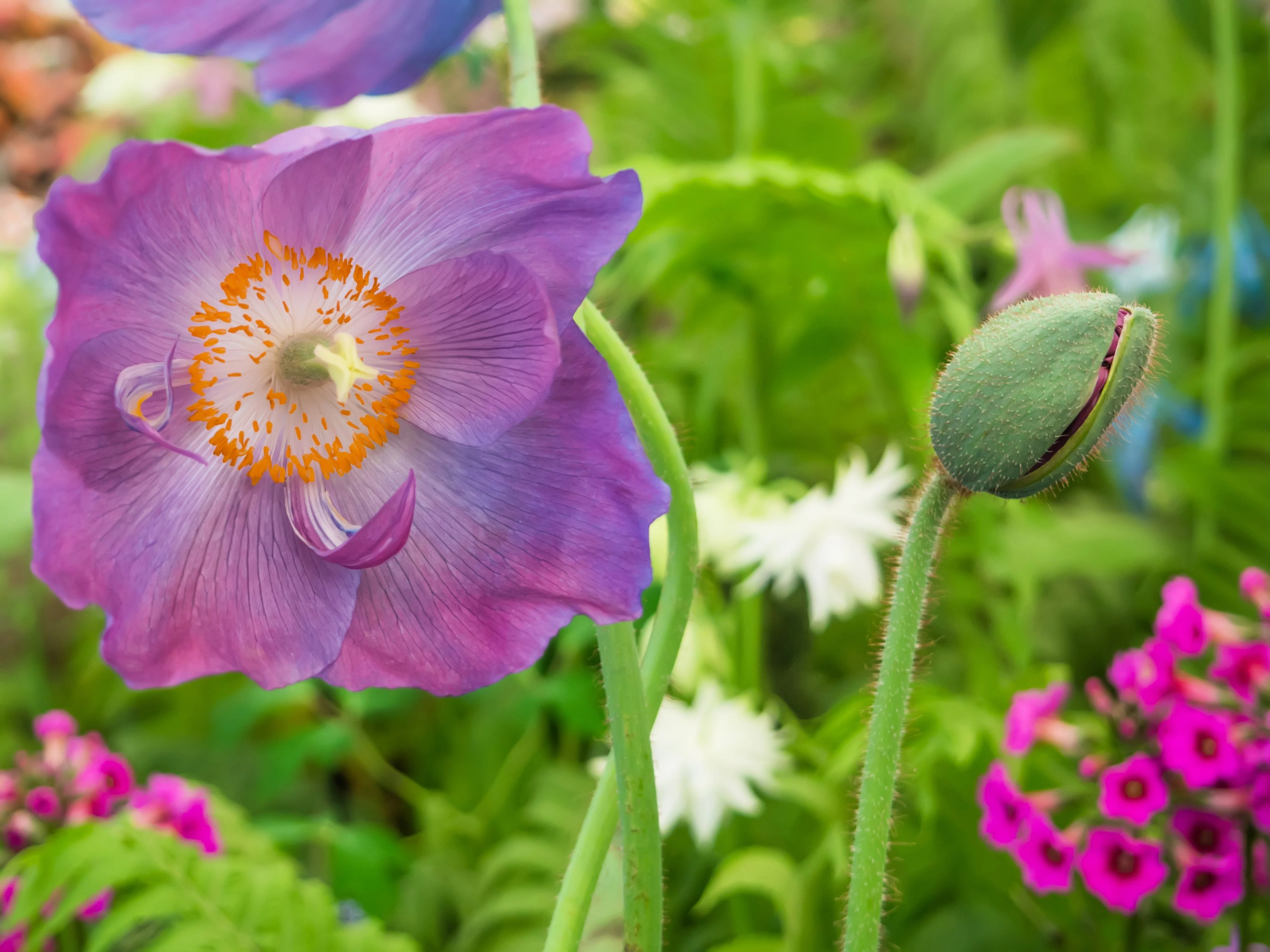 10 VIOLET HIMALAYAN POPPY Meconopsis Betonicifolia Purple Hensol Flower Seeds - Image 3