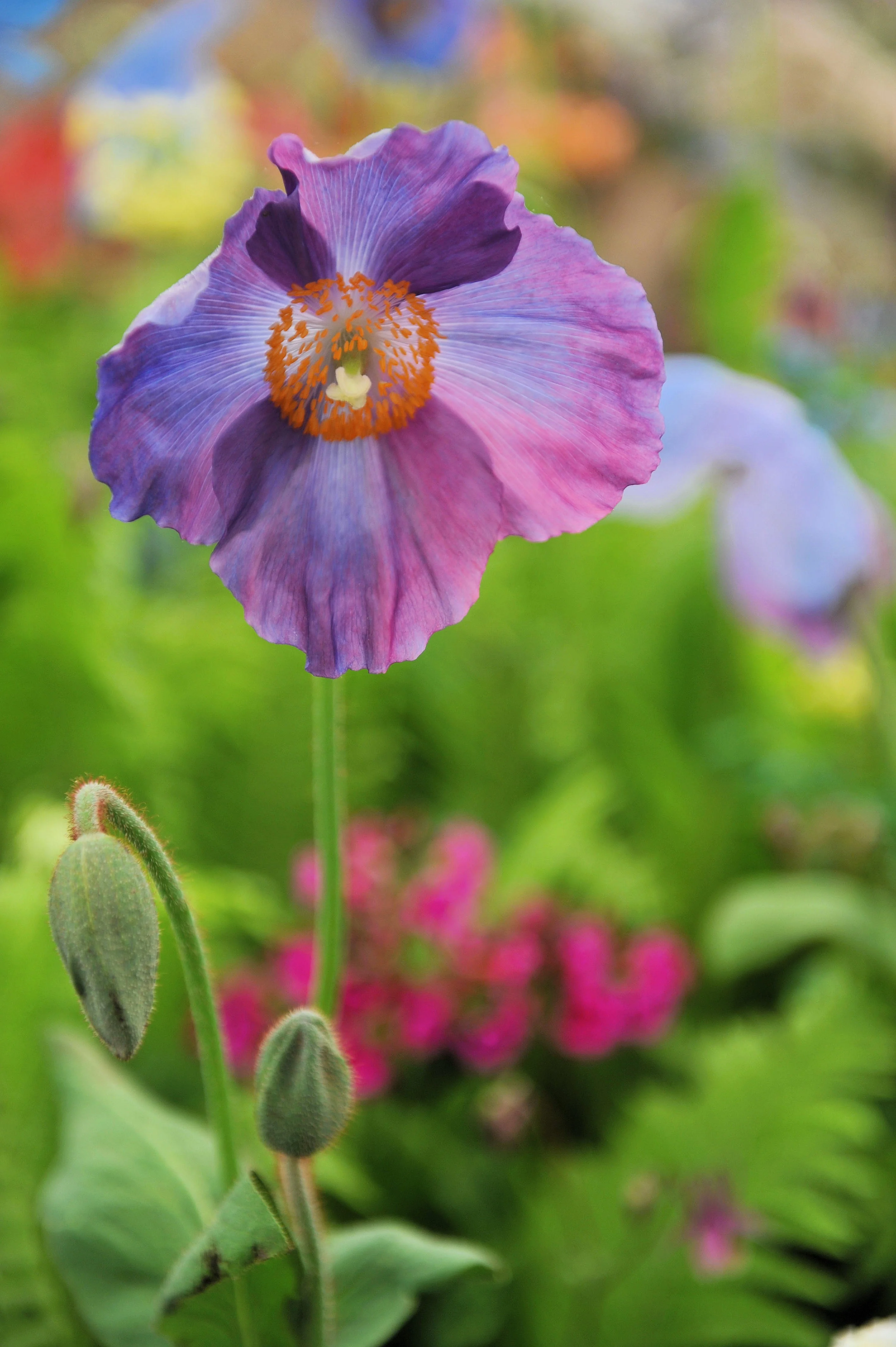 10 VIOLET HIMALAYAN POPPY Meconopsis Betonicifolia Purple Hensol Flower Seeds - Image 7
