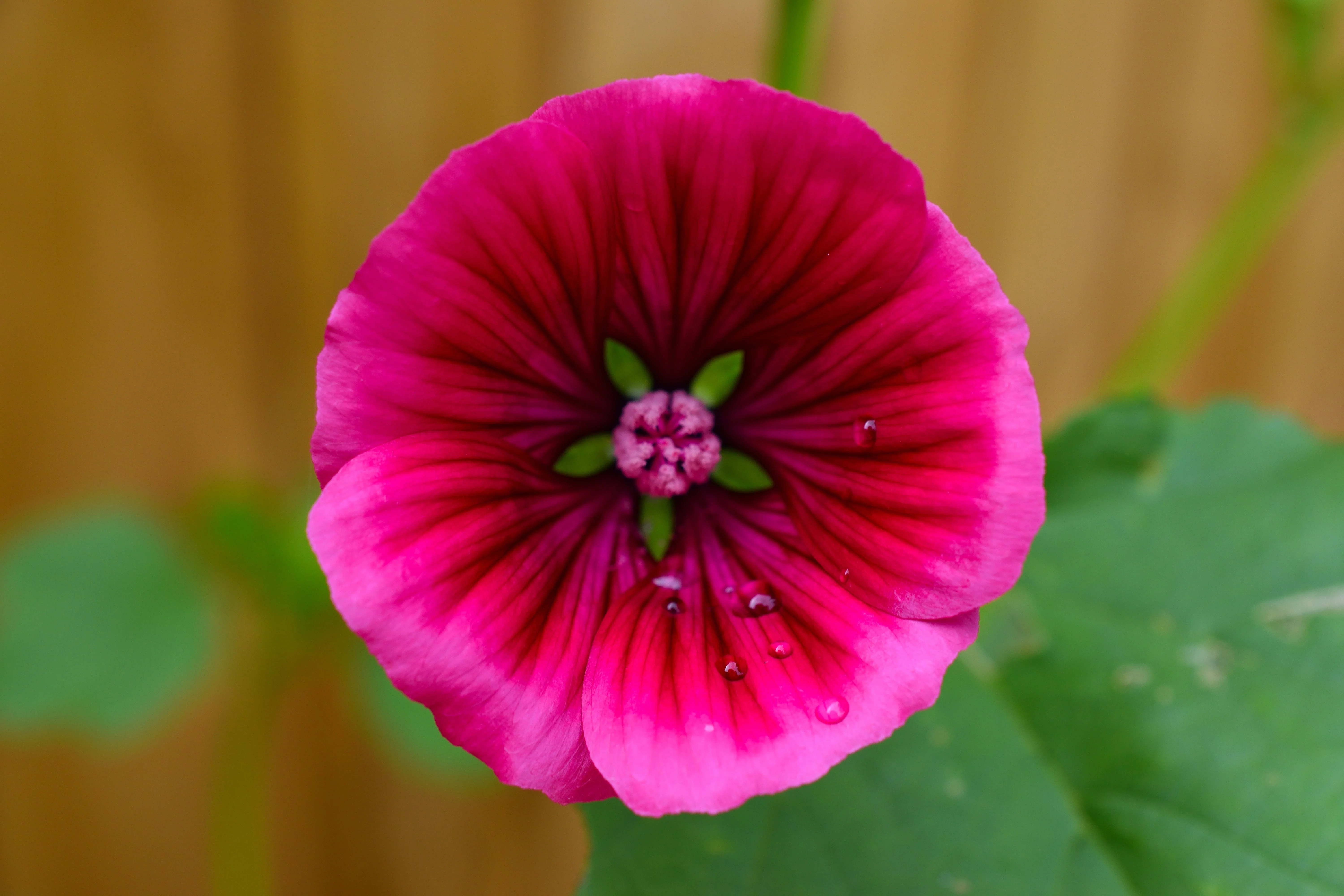 10 VULCAN MALOPE Trifida / Mallowwort / Mallow Flower Seeds - Image 9