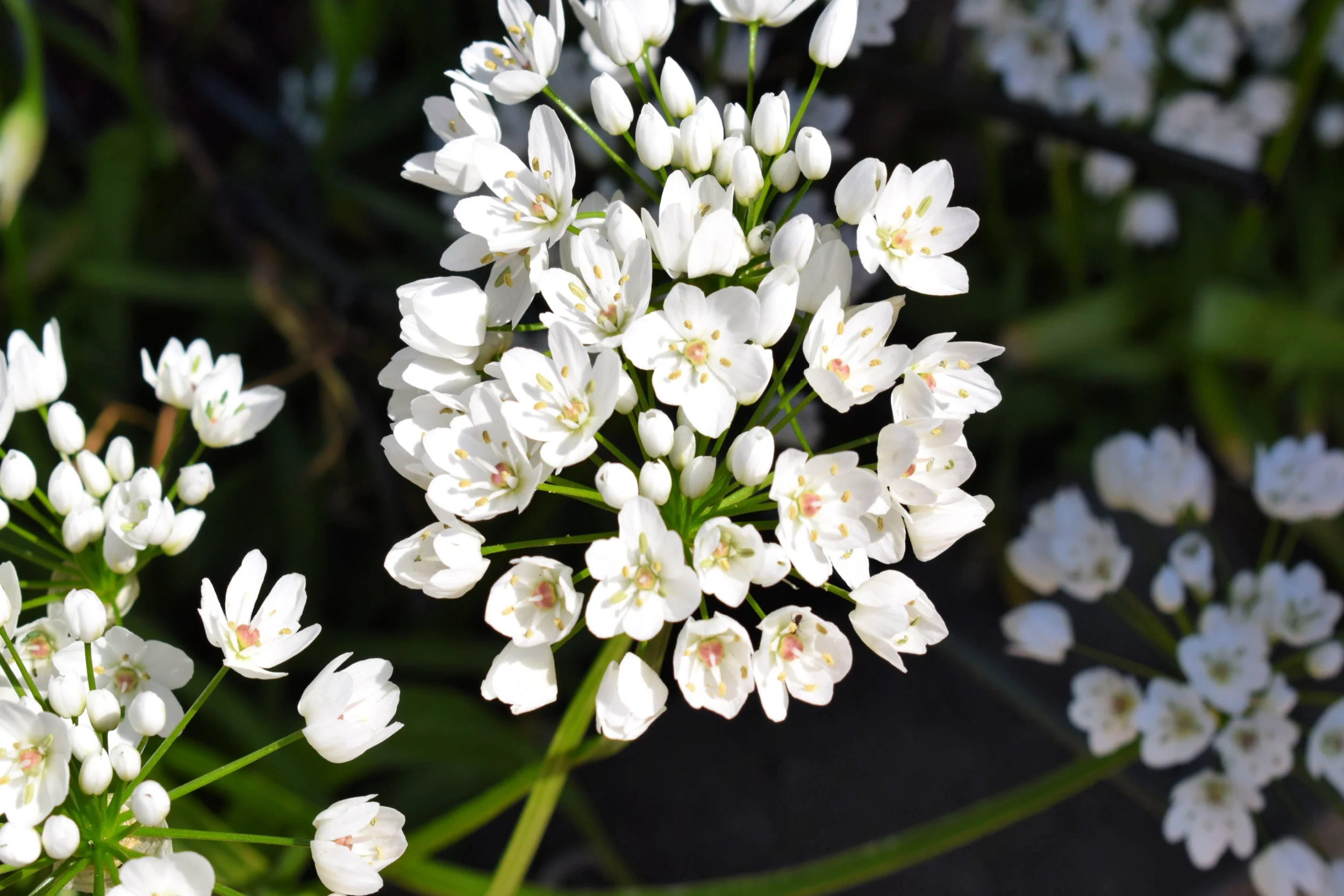 10 WHITE ALLIUM Neapolitanum Flowering or Naples Onion, Neopolitan or Daffodil Garlic Ornamental Flower Seeds - Image 6