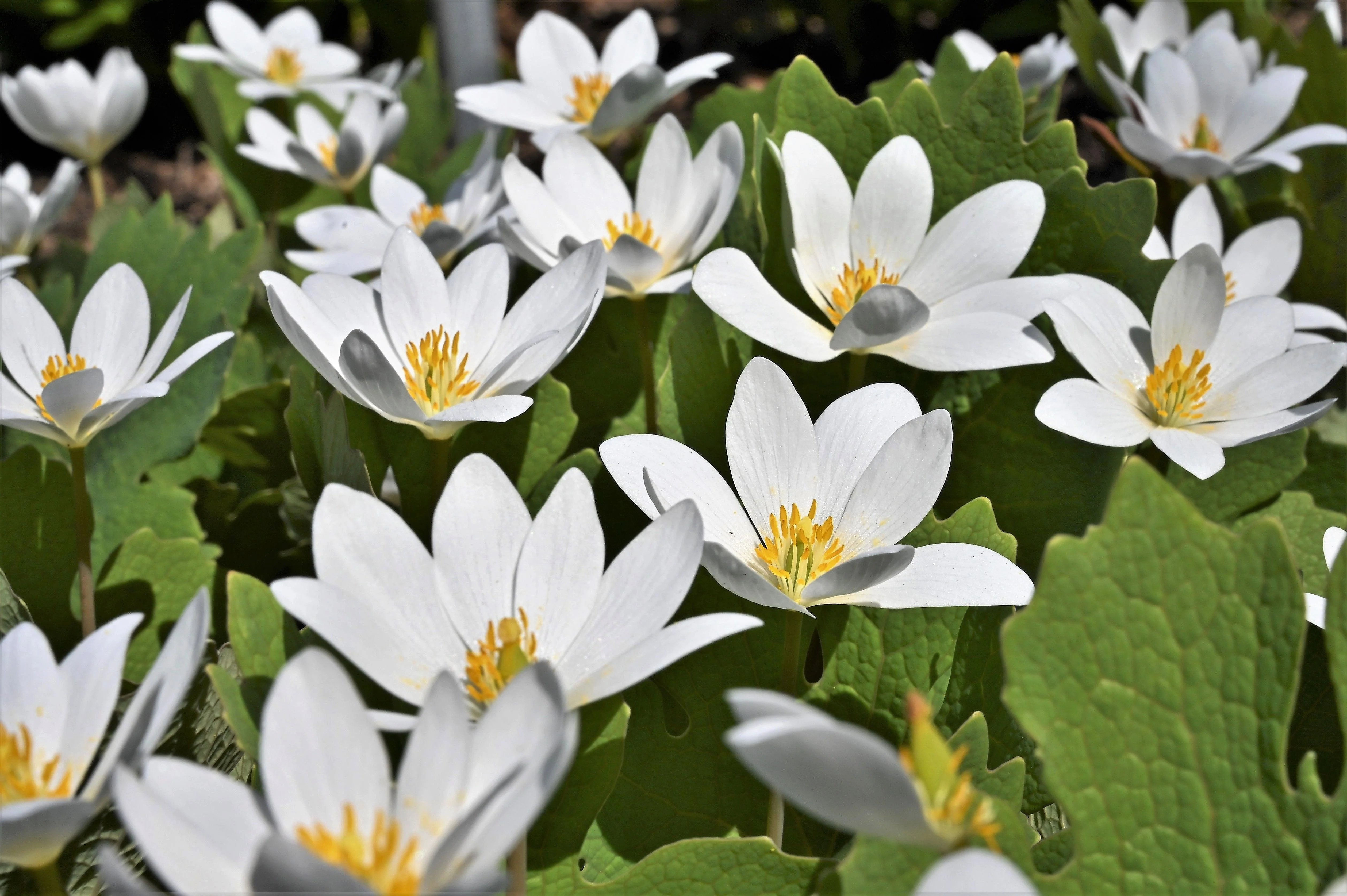 10 White BLOODROOT Sanguinaria Canadensis Shade Ground Cover Flower Seeds - Image 2