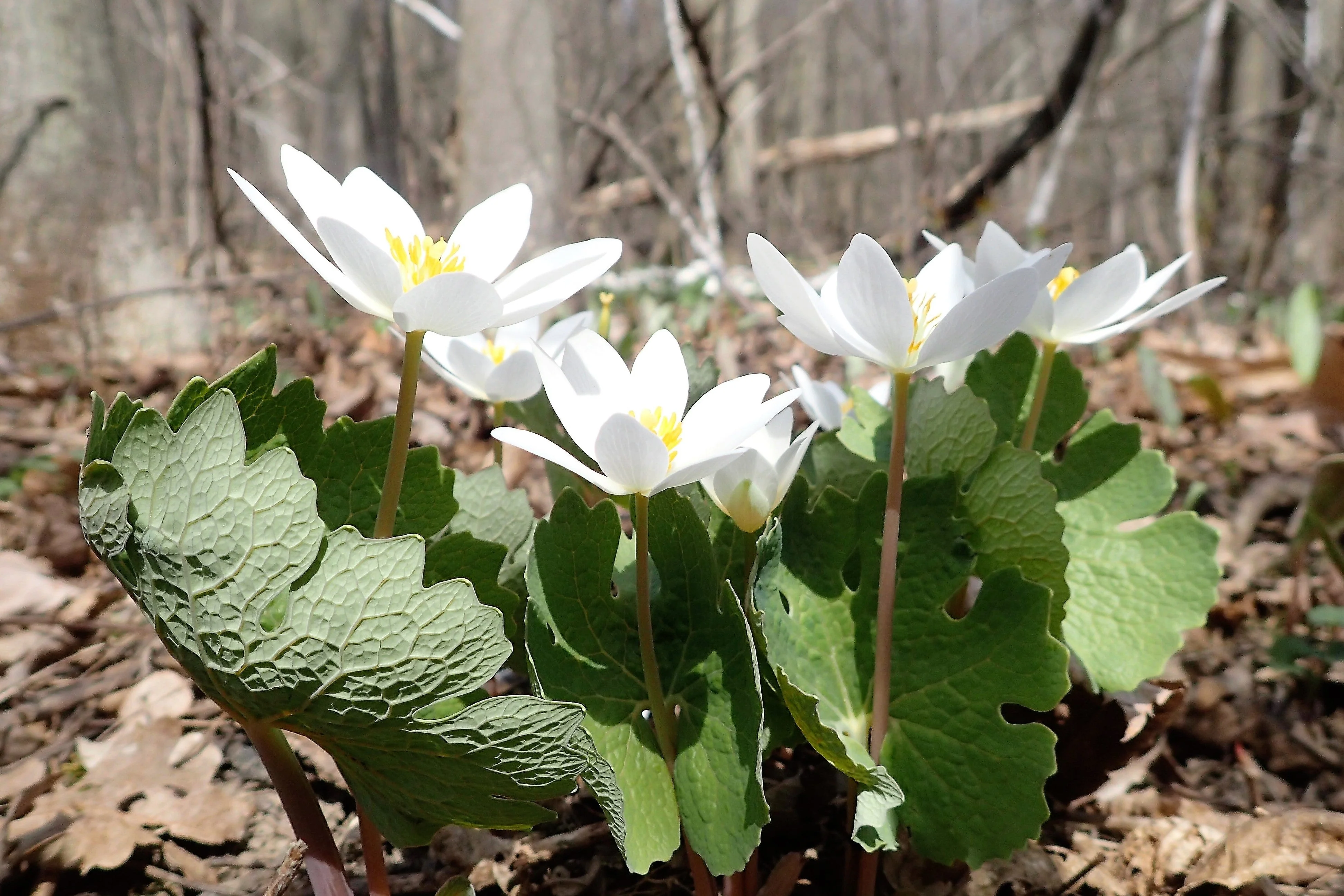 10 White BLOODROOT Sanguinaria Canadensis Shade Ground Cover Flower Seeds - Image 3