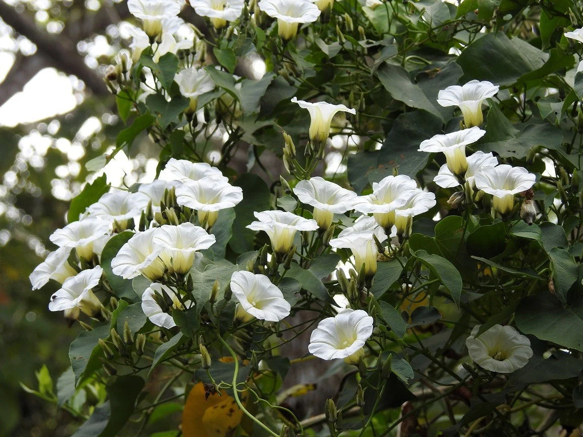 10 White CHRISTMAS VINE Turbina Flower Rivea Ipomoea Corymbosa Seeds