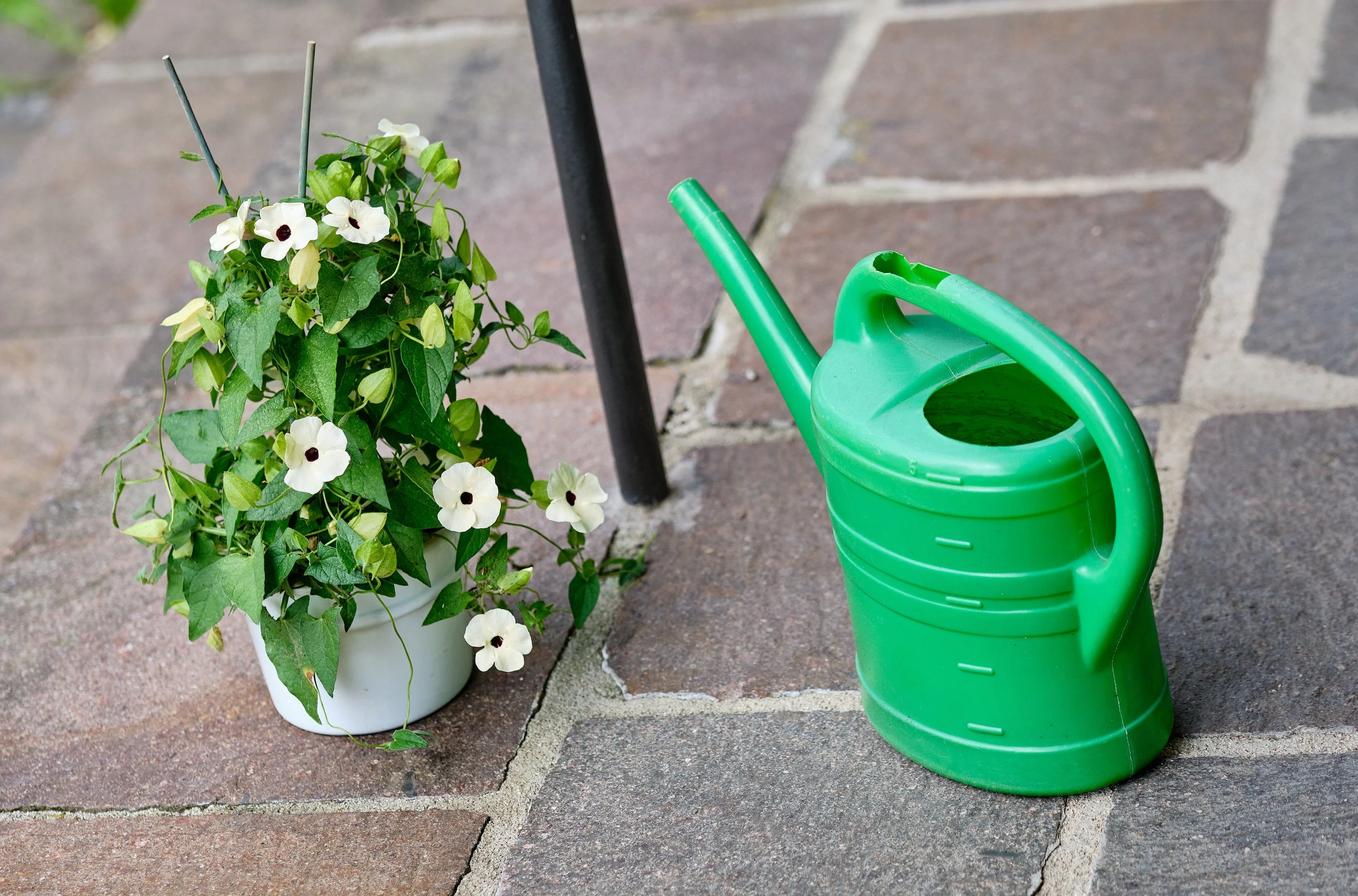 10 WHITE THUNBERGIA Alata VINE Black Eyed Susan Vine Flower Seeds - Image 4