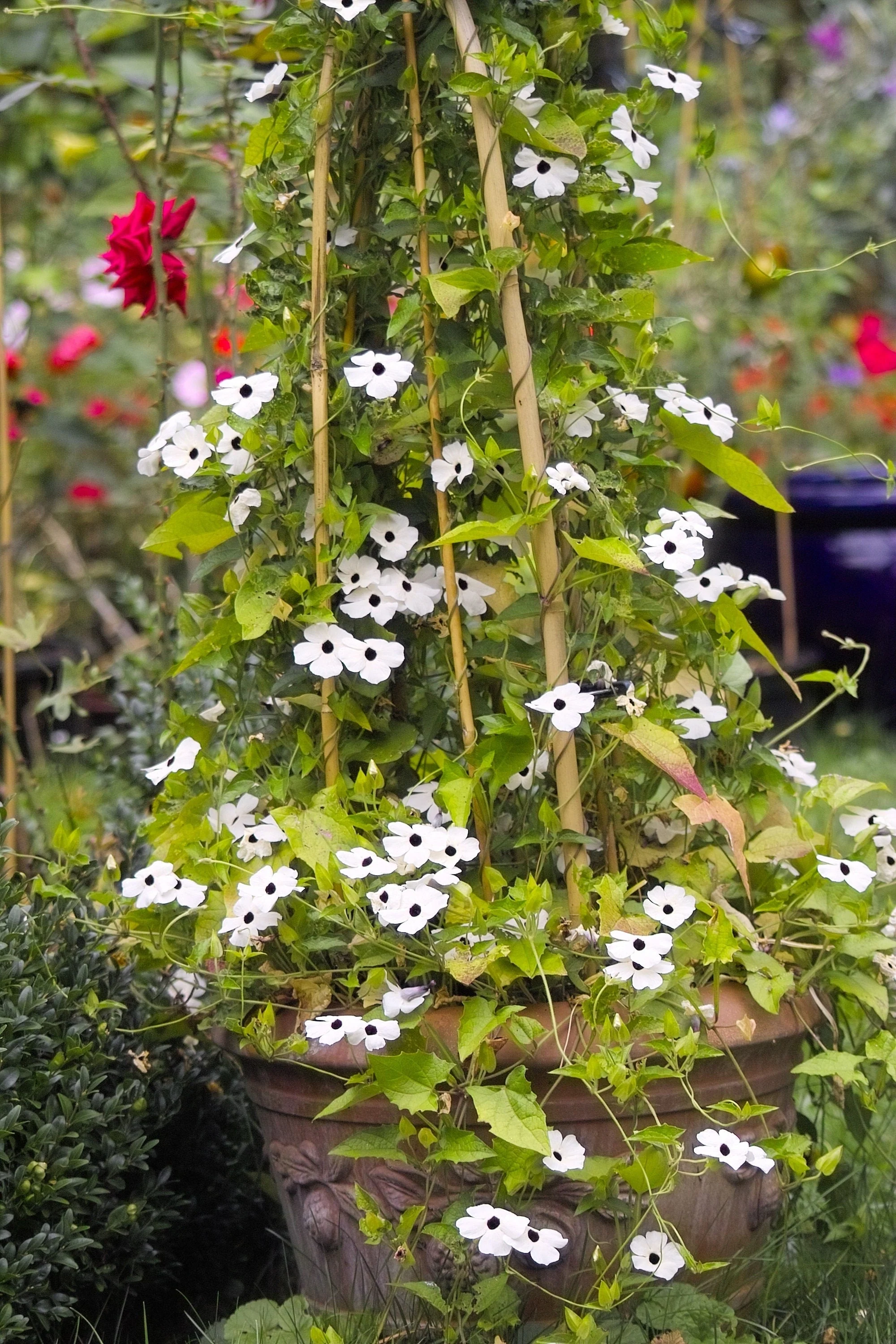 10 WHITE THUNBERGIA Alata VINE Black Eyed Susan Vine Flower Seeds - Image 6