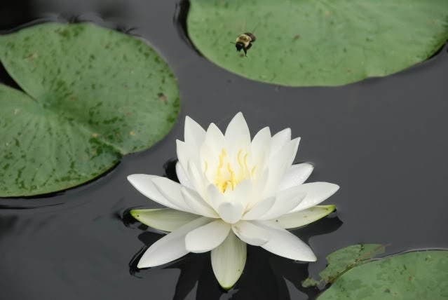 10 WHITE WATER LILY / Lily Pad / Sacred Asian Water Lotus Nymphaea Ampla Flower Seeds - Image 4