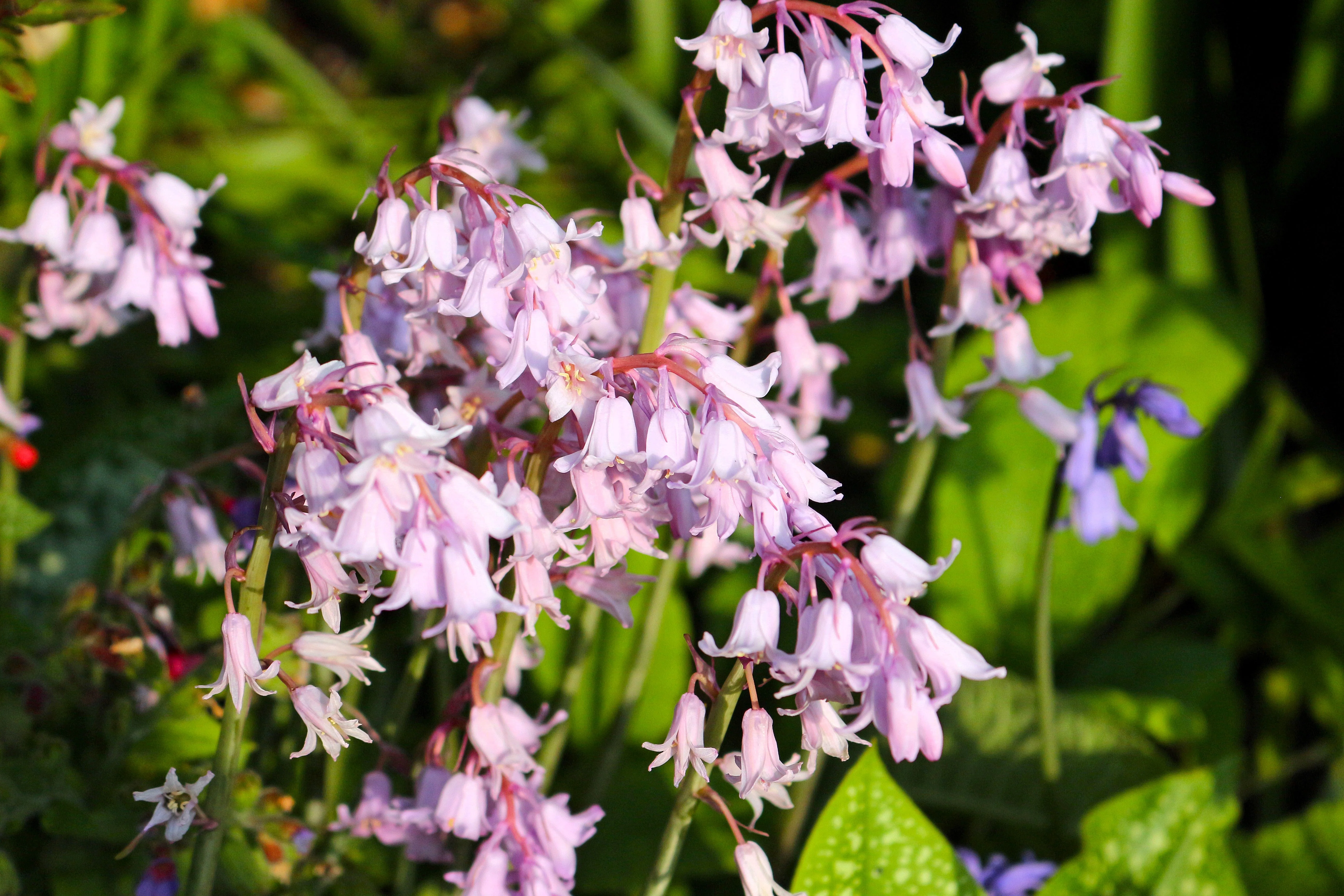 10 WOOD HYACINTH Mixed Colors English Woodland Spanish Bluebell Scilla Campanulata Hyacinthoides Hispanica Pink Purple White Flower Seeds - Image 15
