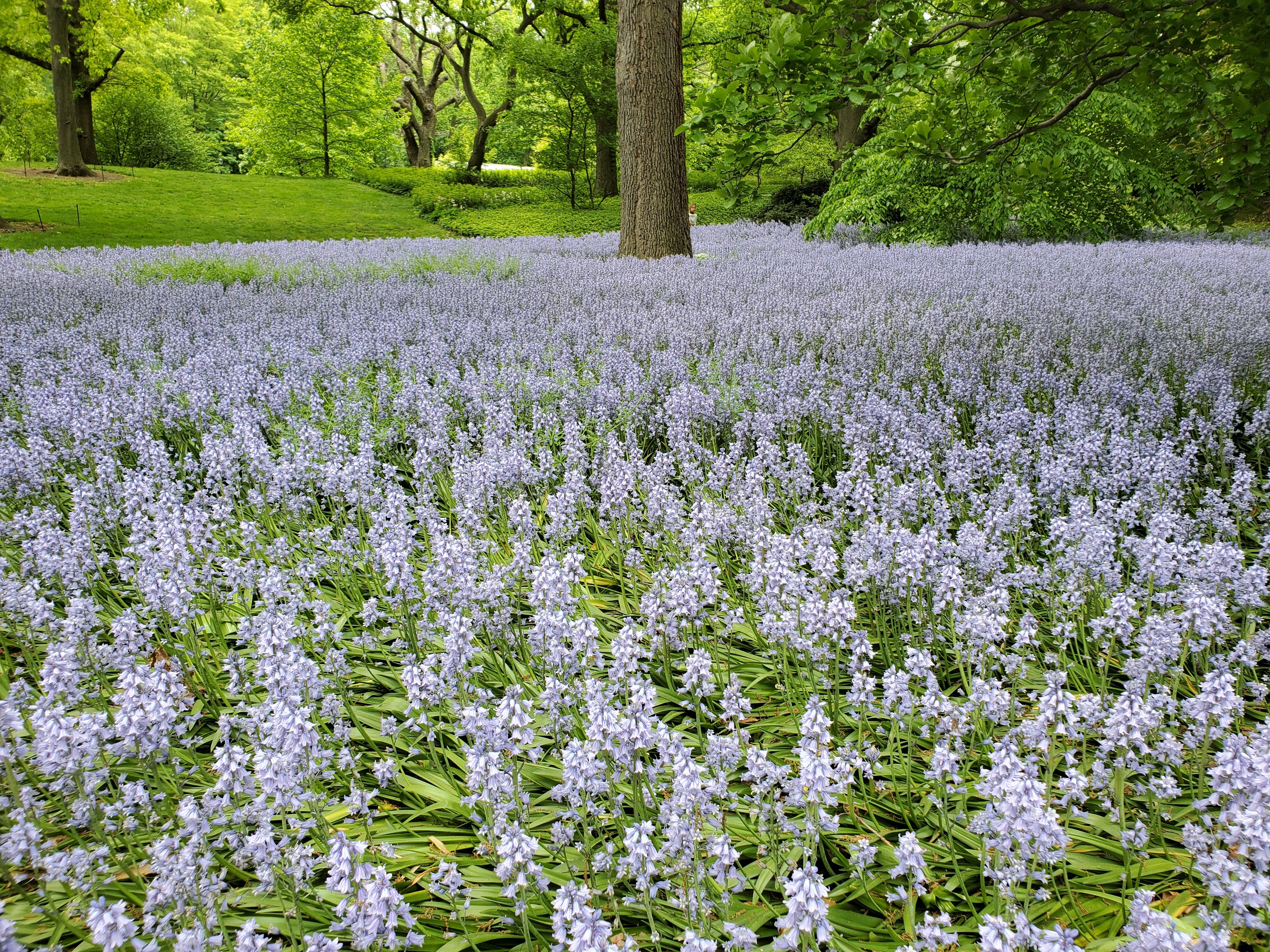 10 WOOD HYACINTH Mixed Colors English Woodland Spanish Bluebell Scilla Campanulata Hyacinthoides Hispanica Pink Purple White Flower Seeds - Image 16