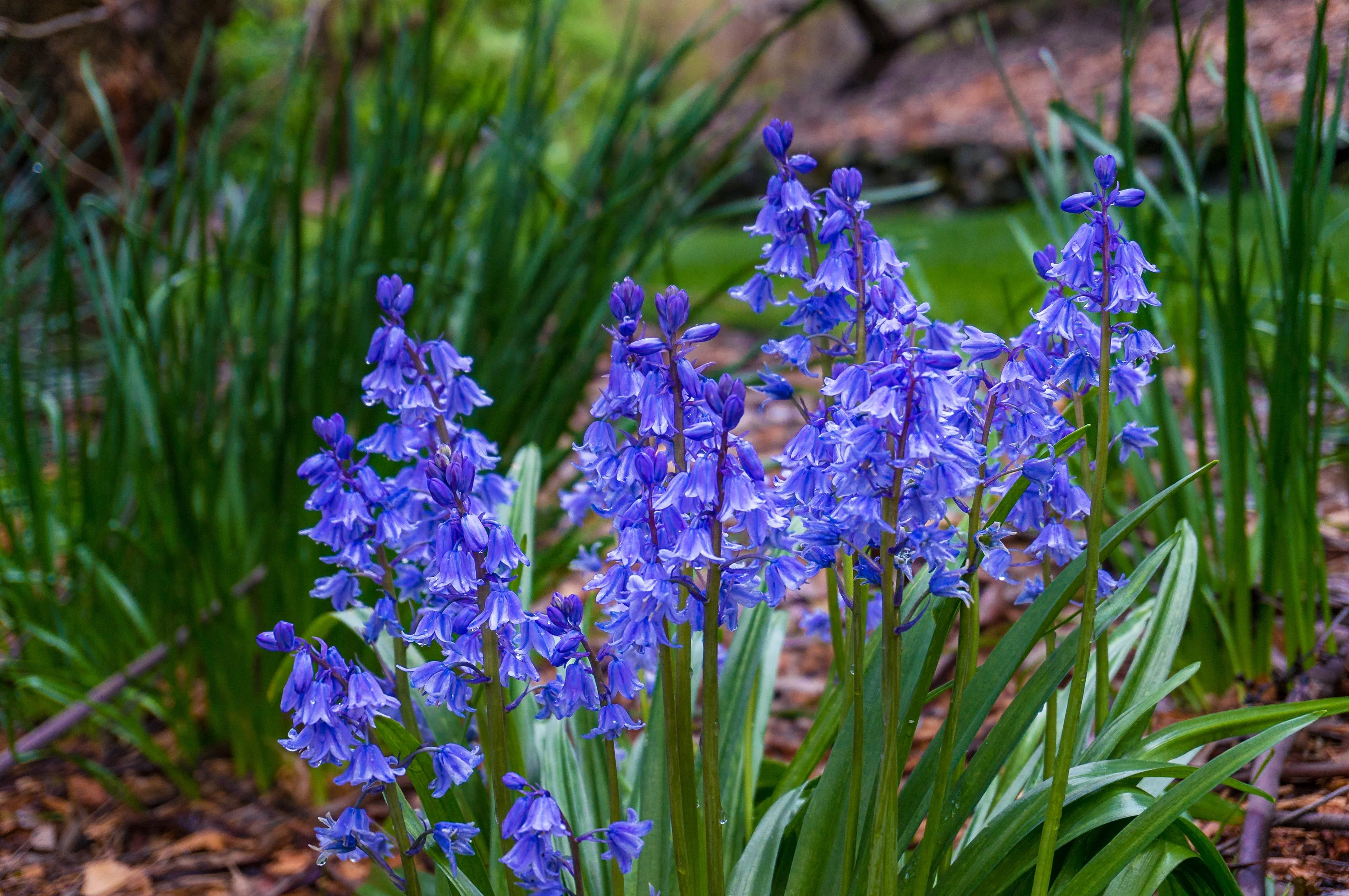 10 WOOD HYACINTH Mixed Colors English Woodland Spanish Bluebell Scilla Campanulata Hyacinthoides Hispanica Pink Purple White Flower Seeds - Image 9