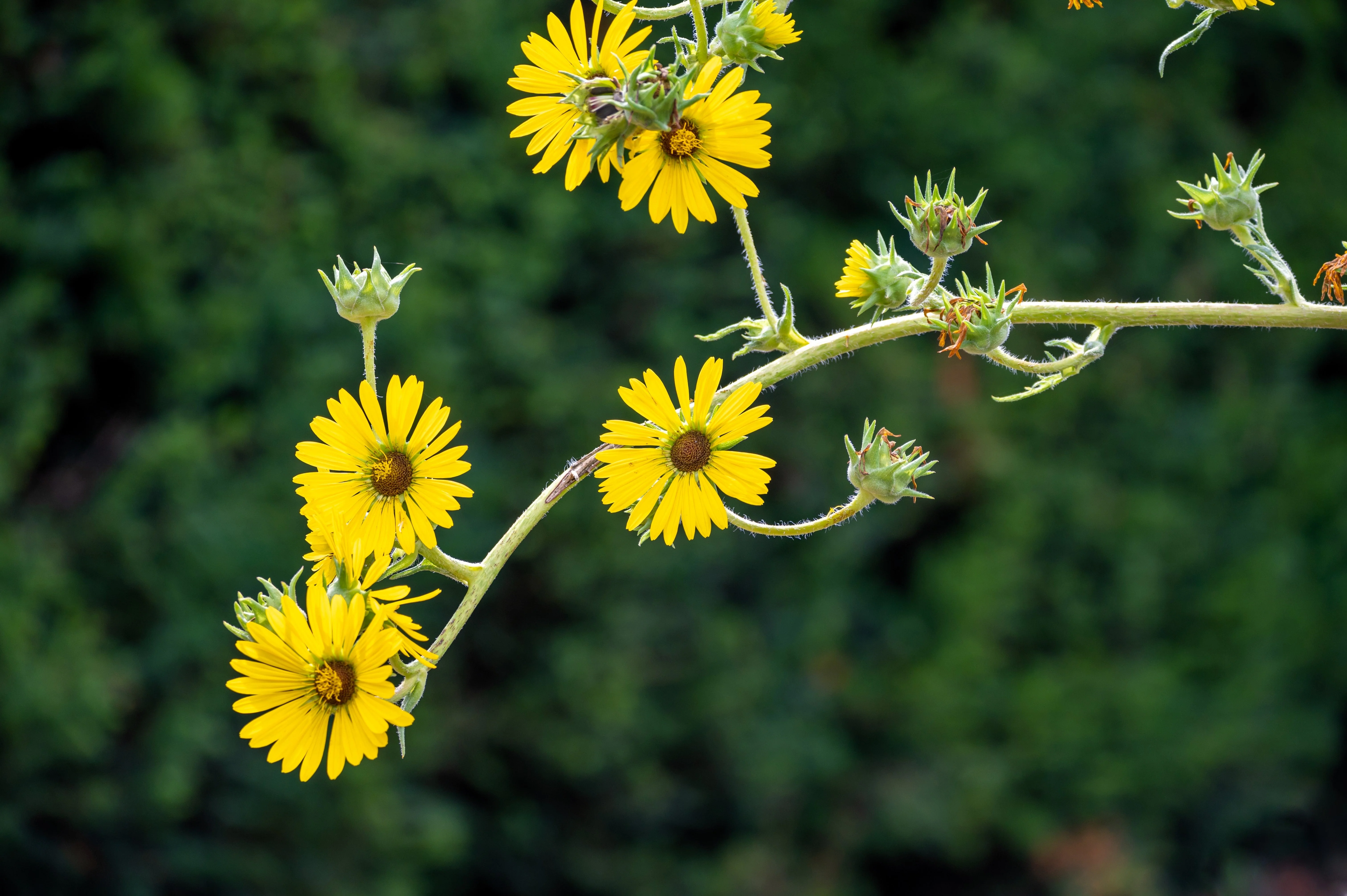 10 Yellow COMPASS PLANT Silphium Laciniatum Prairie Compassplant 4" Flower Seeds - Image 7