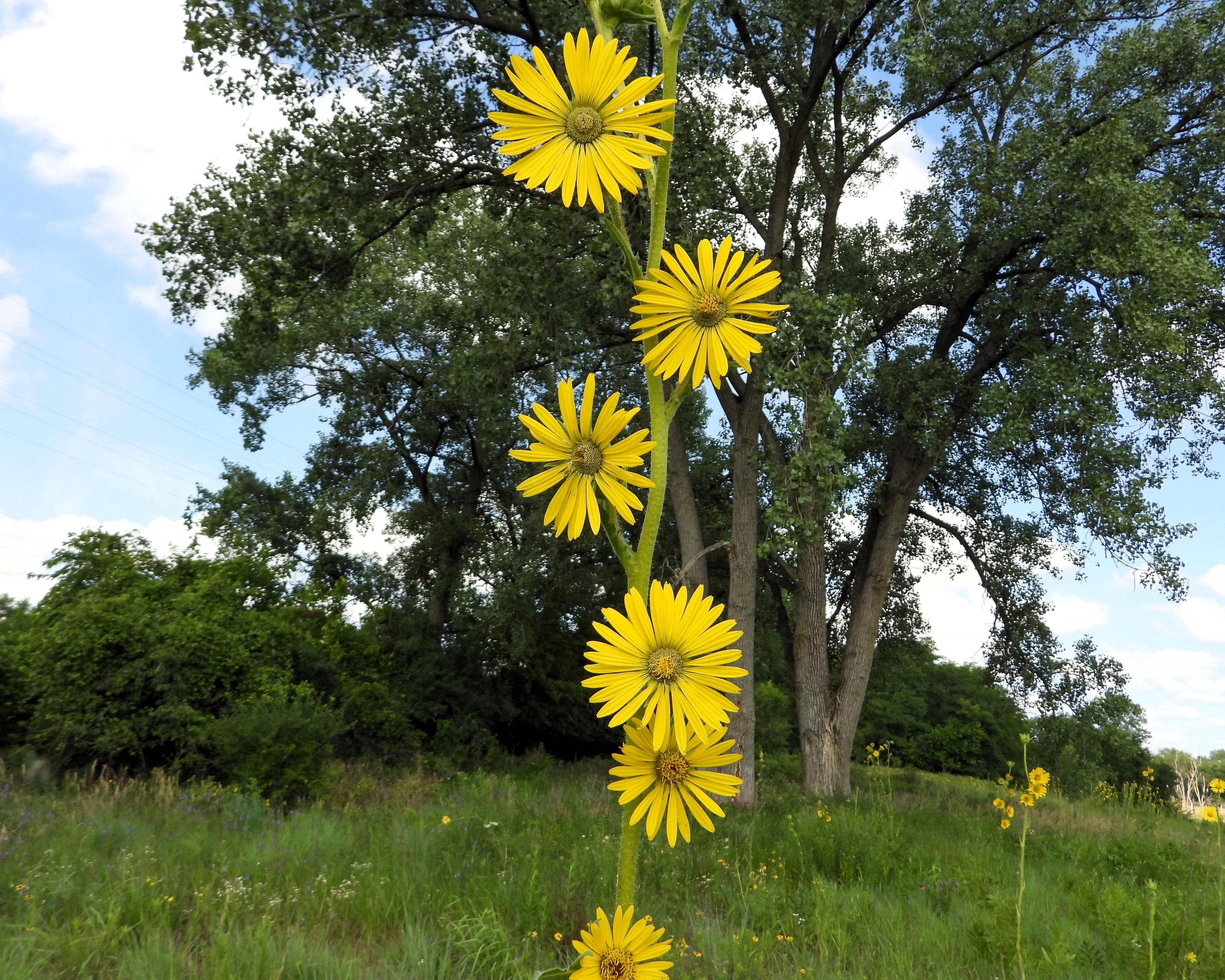 10 Yellow COMPASS PLANT Silphium Laciniatum Prairie Compassplant 4" Flower Seeds - Image 8