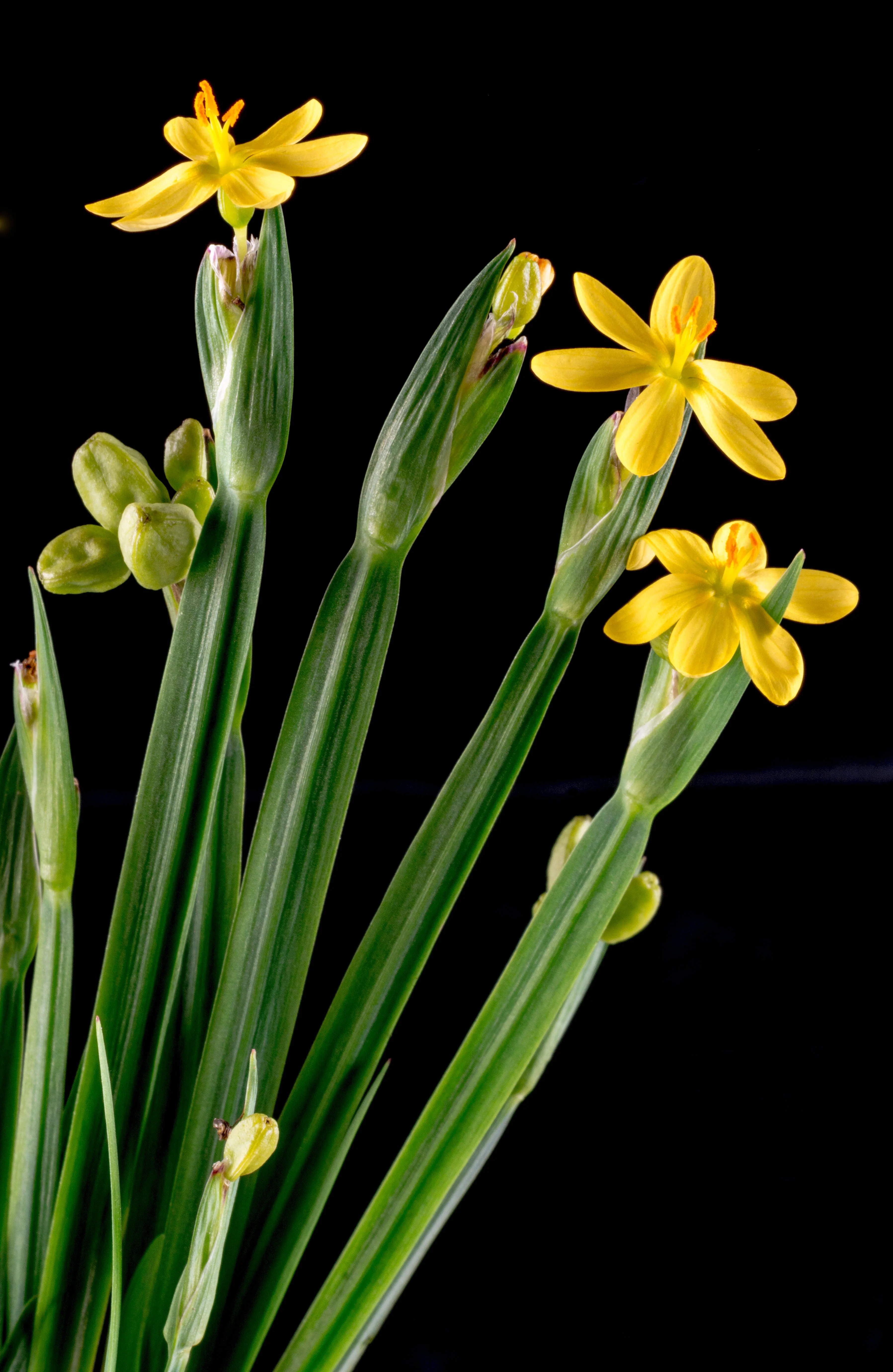 10 YELLOW EYED GRASS Ornamental Sisyrinchium Californicum Flower Seeds - Image 10