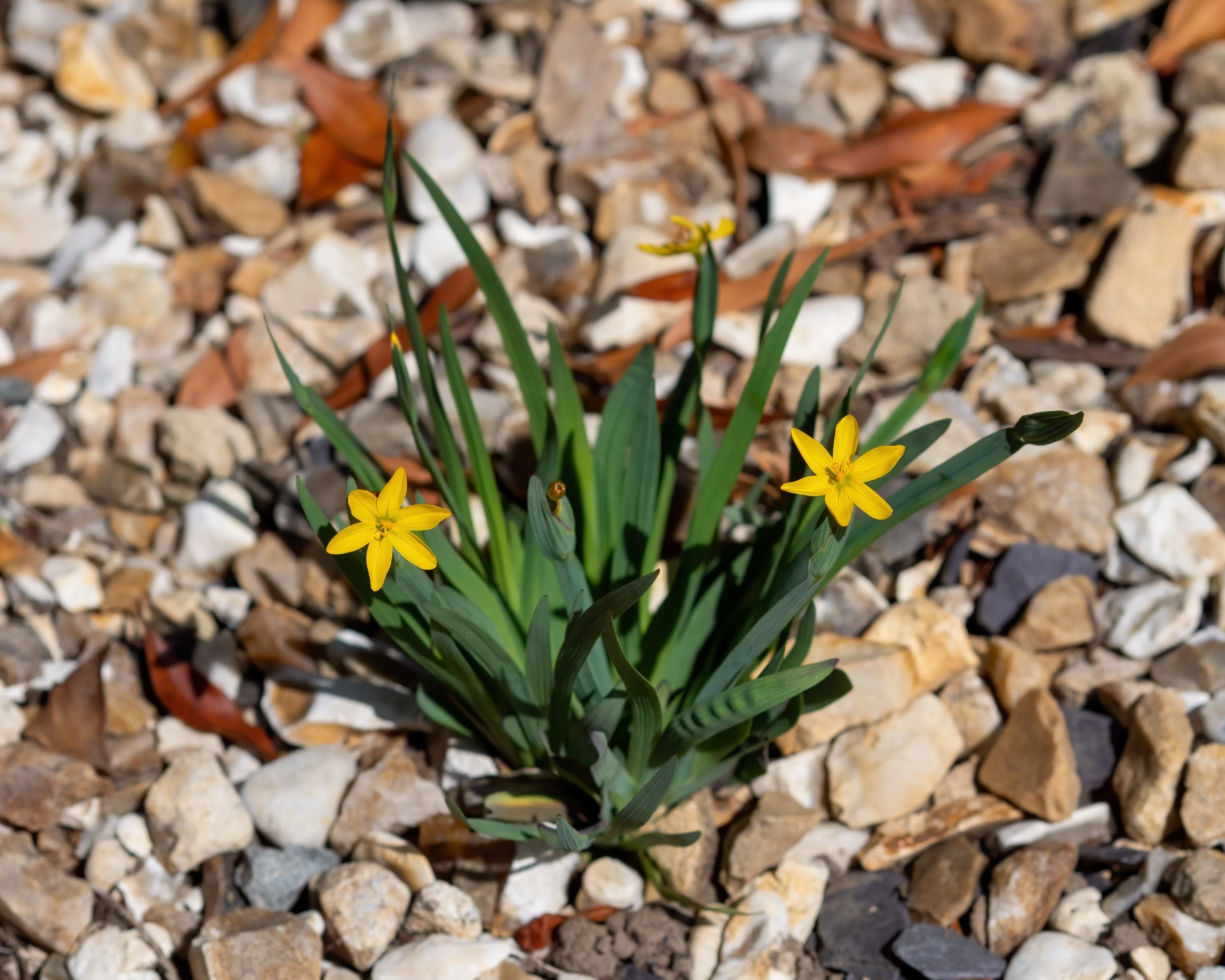 10 YELLOW EYED GRASS Ornamental Sisyrinchium Californicum Flower Seeds - Image 11
