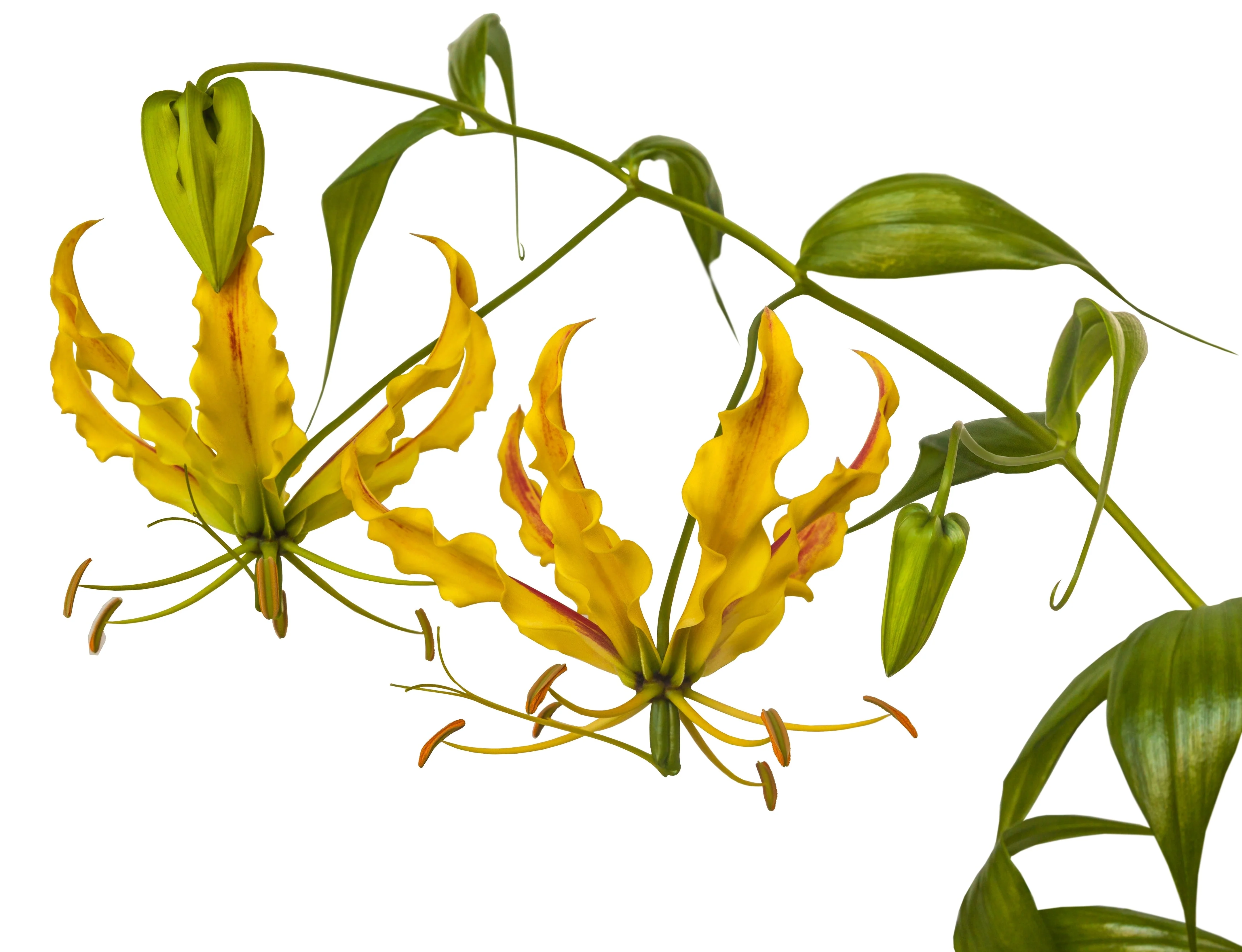 10 YELLOW GLORIOSA LILY Flame Lily Gloriosa Lutea Flower Vine Seeds - Image 7