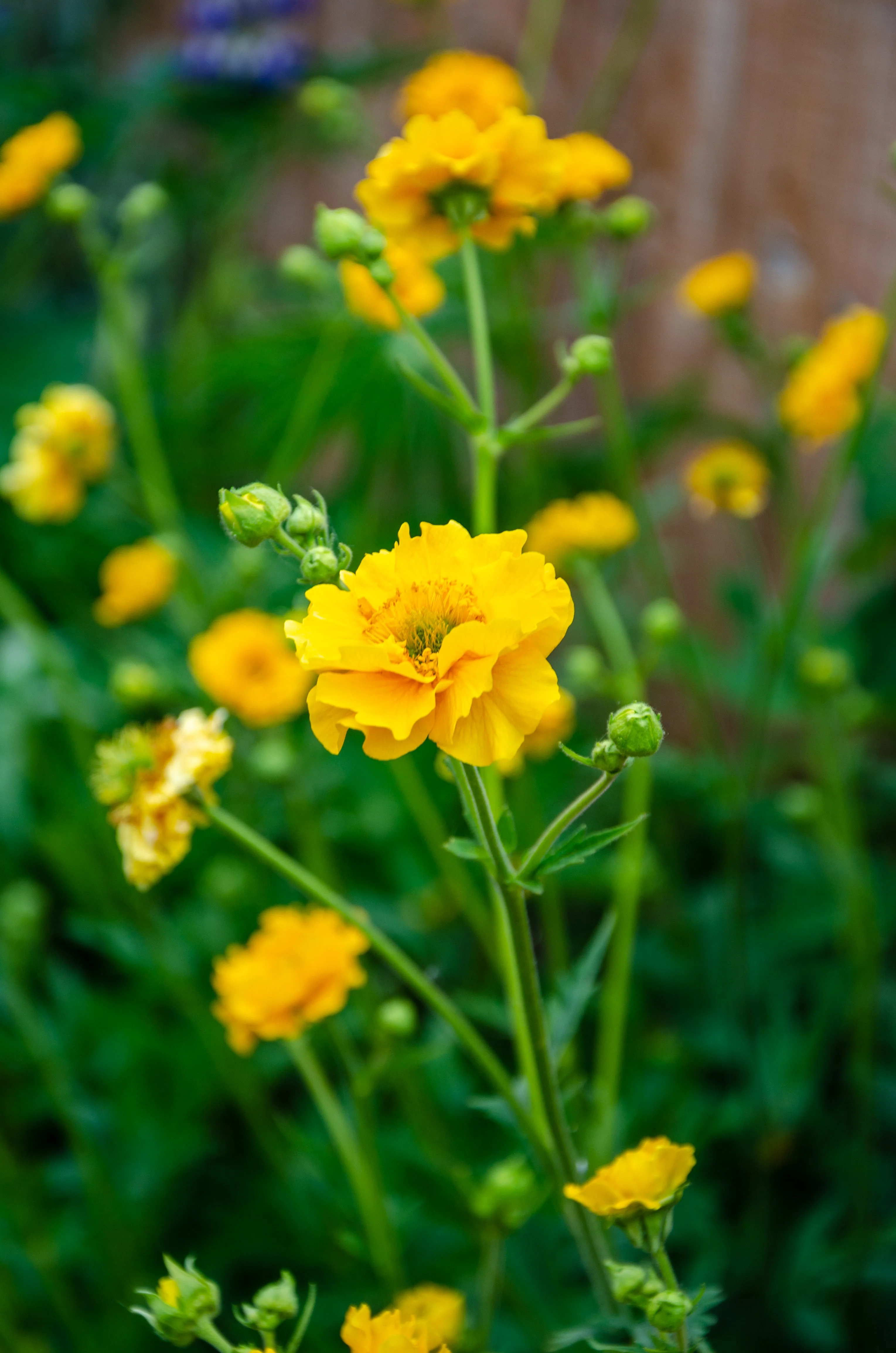 10 Yellow Lady Stratheden GEUM Chiloense Flower Seeds - Image 9