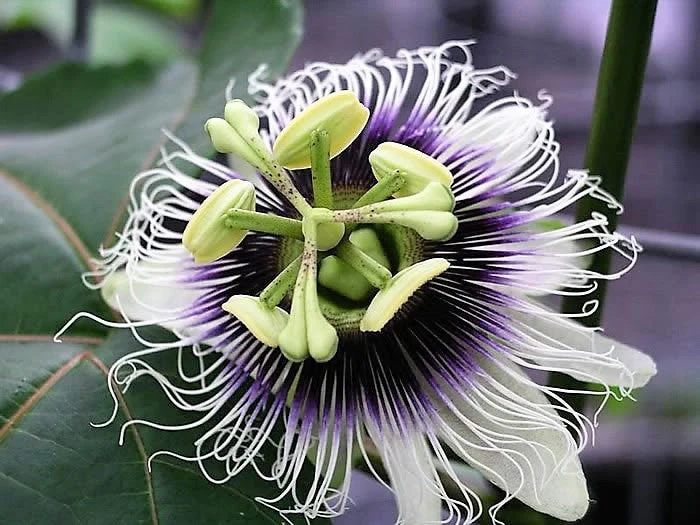 10 YELLOW PASSION FRUIT Vine Passiflora Edulis Flavicarpa Golden Passionfruit Purple & White Flower Seeds - Image 5