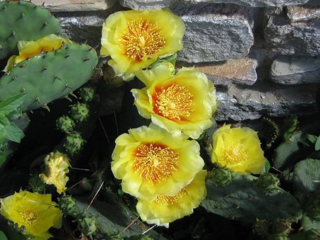 10 Yellow PRICKLY PEAR CACTUS Nopal Opuntia Ficus-Indica Flower Seeds