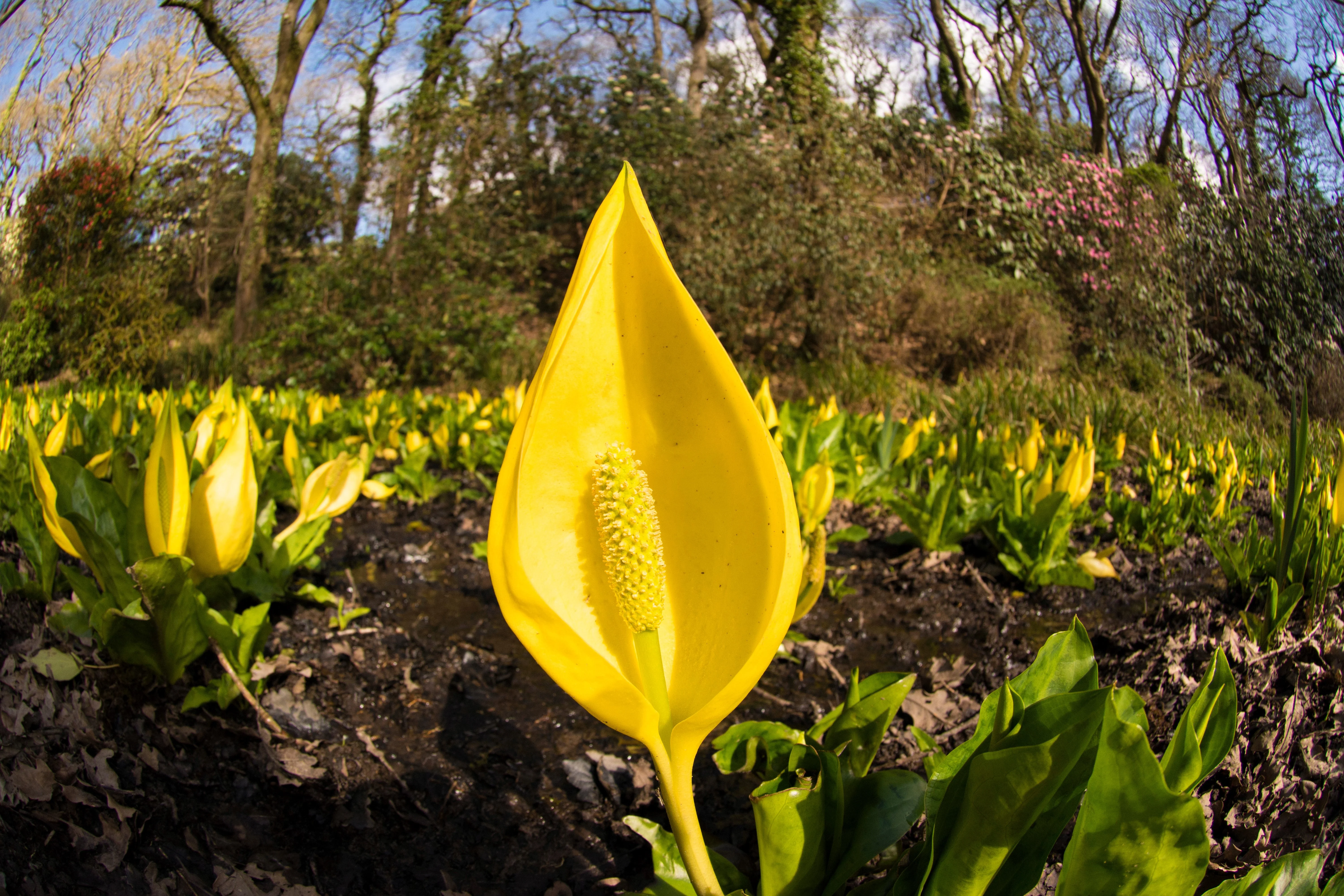 10 Yellow SWAMP LANTERN Moist Lysichiton Americanus Skunk Cabbage Flower Seeds - Image 10