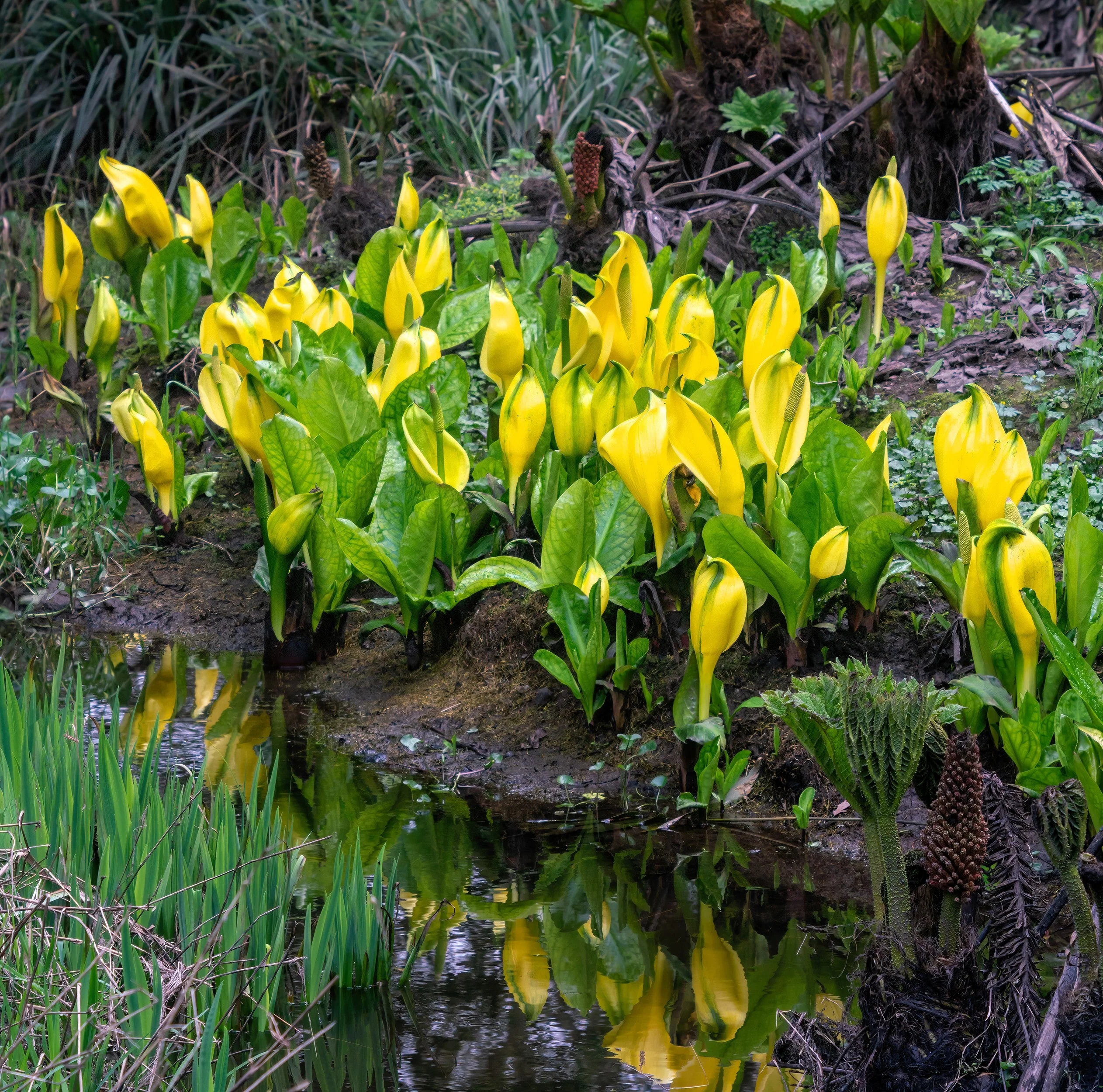 10 Yellow SWAMP LANTERN Moist Lysichiton Americanus Skunk Cabbage Flower Seeds - Image 14