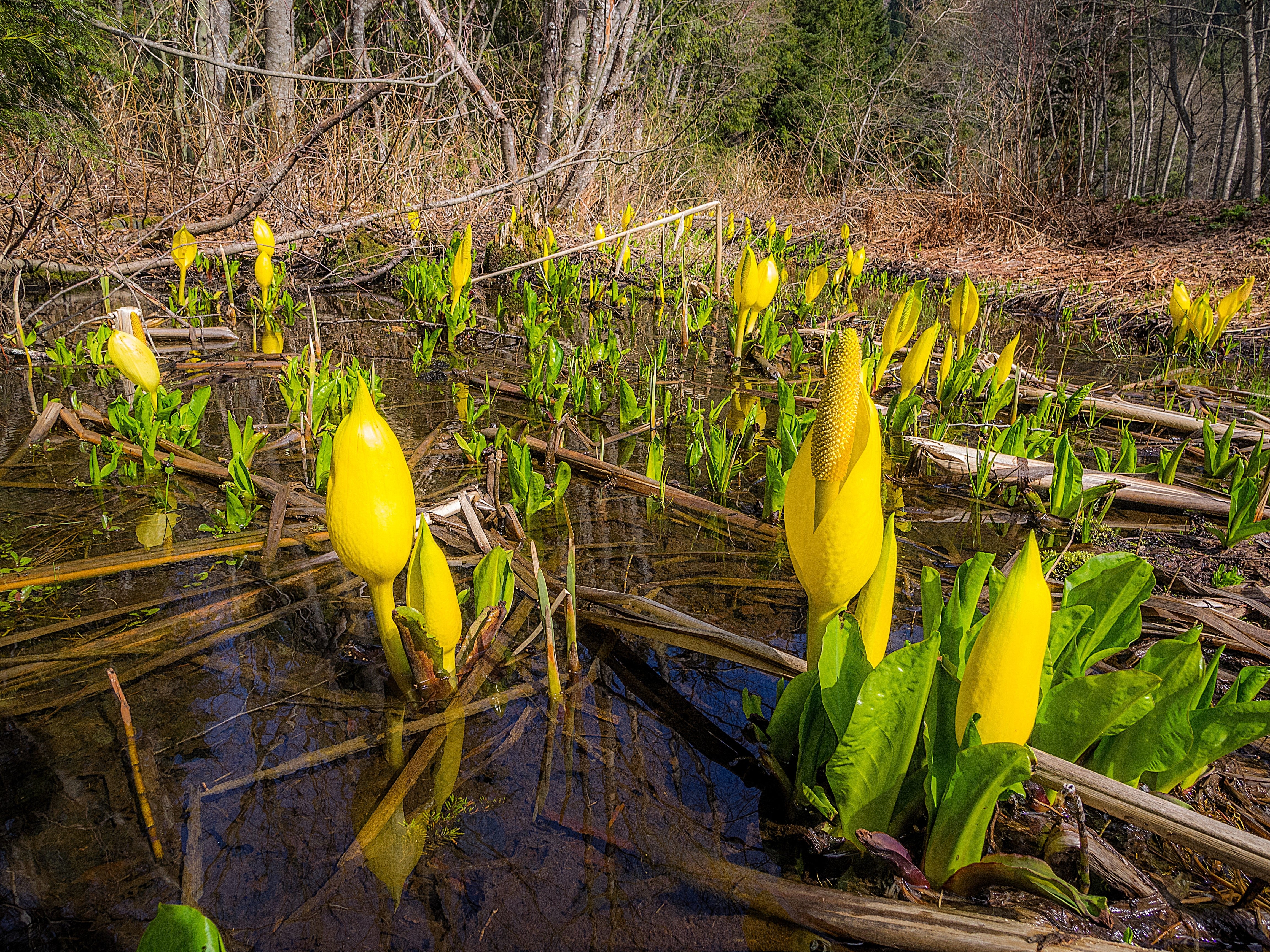 10 Yellow SWAMP LANTERN Moist Lysichiton Americanus Skunk Cabbage Flower Seeds - Image 8