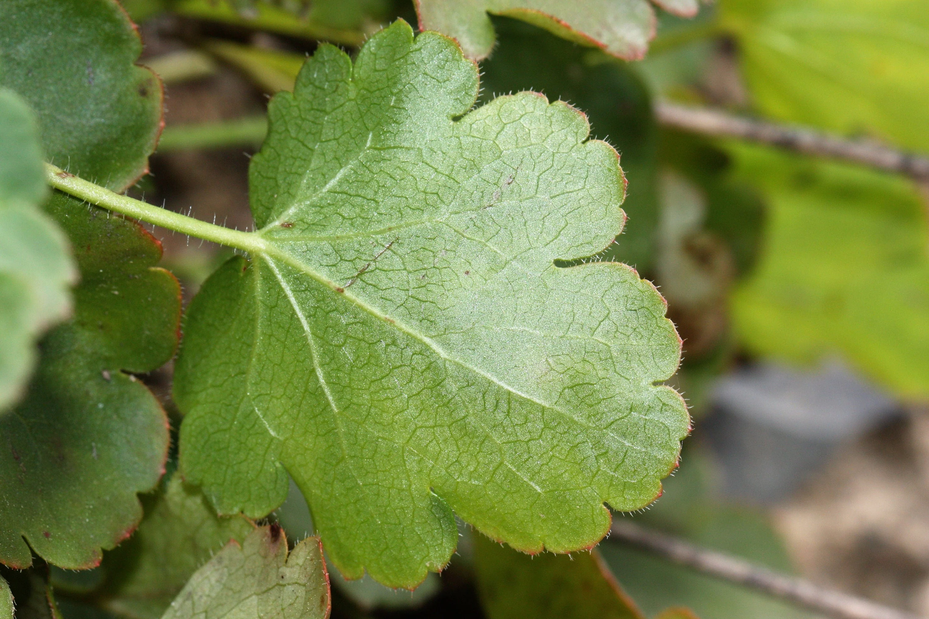 100 ALPINE CORAL BELLS Poker Heuchera Cylindrica Roundleaf Alumroot Sun or Shade Native Flower Seeds - Image 9