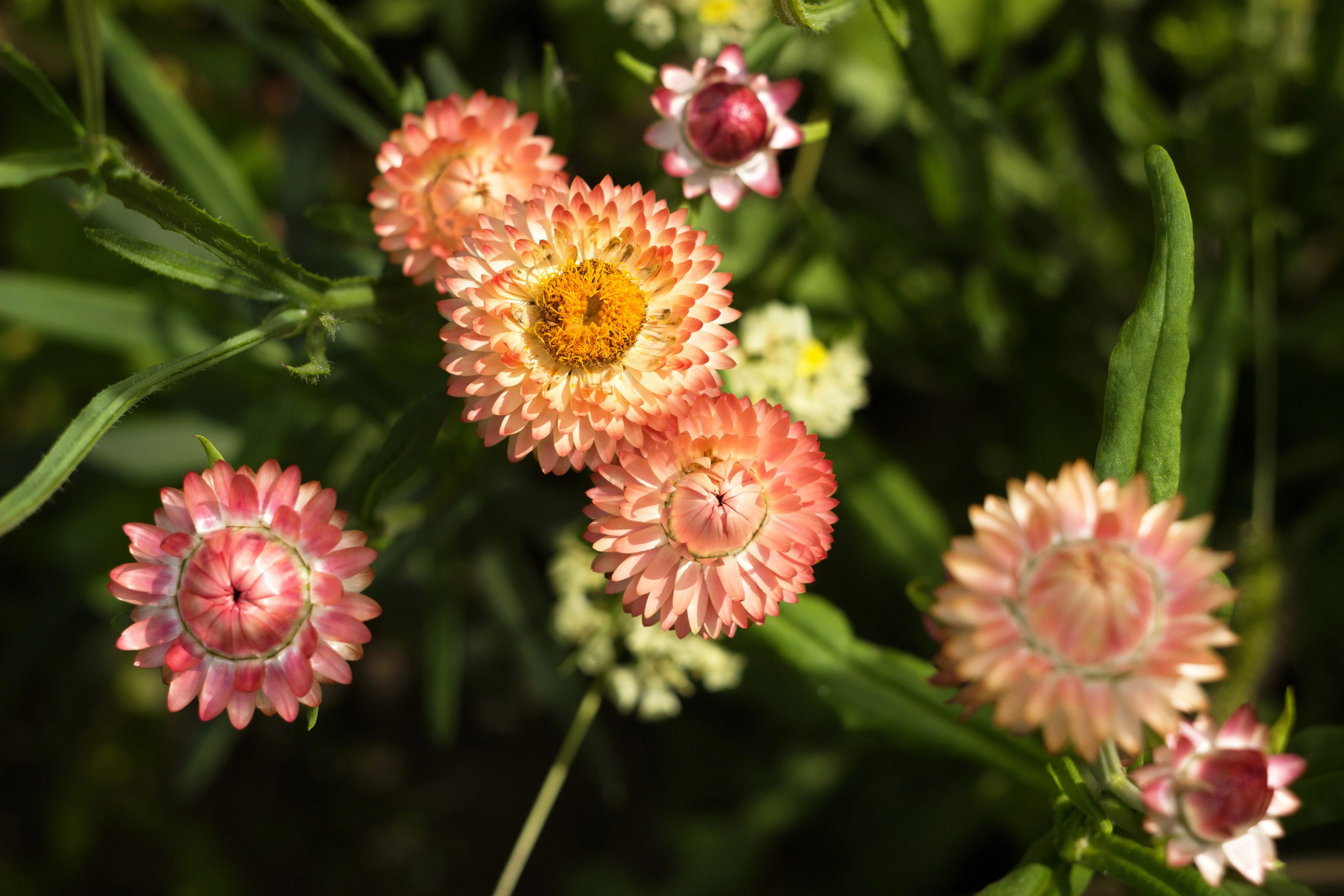 100 APRICOT & PEACH STRAWFLOWER Organic Mix Coral Paper Daisy Helichrysum Bracteatum Flower Seeds - Image 5