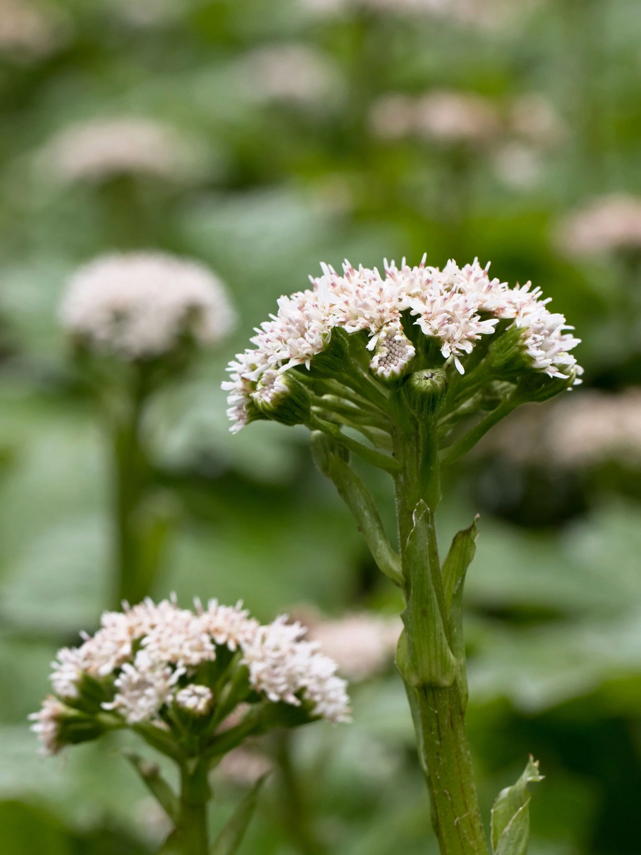 100 ARCTIC SWEET COLTSFOOT Petasites Frigidus Sun Shade Moist White Pink Flower Herb Seeds - Image 3