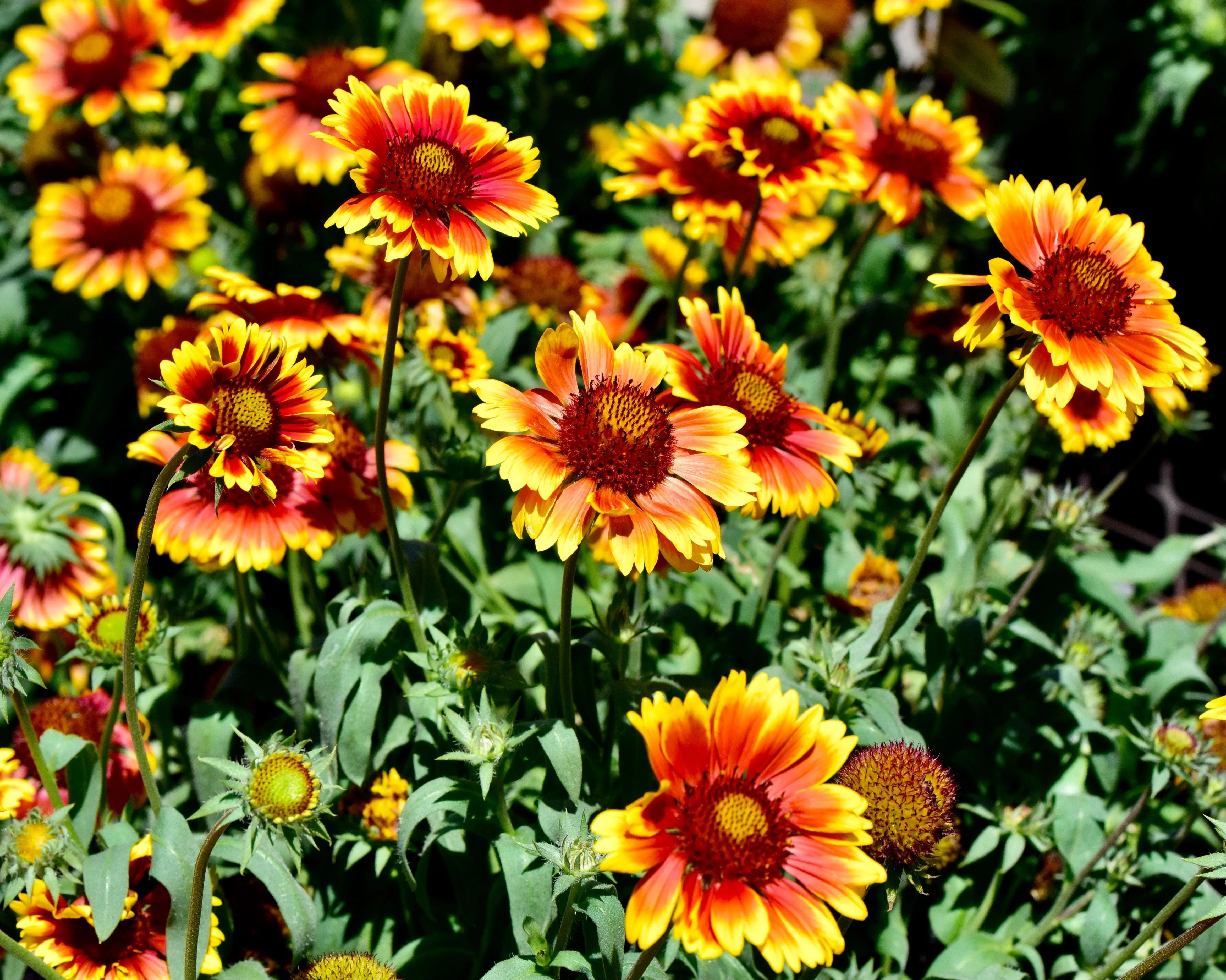 100 ARIZONA SUN GAILLARDIA Pulchella Indian Blanket Flower Seeds - Image 3