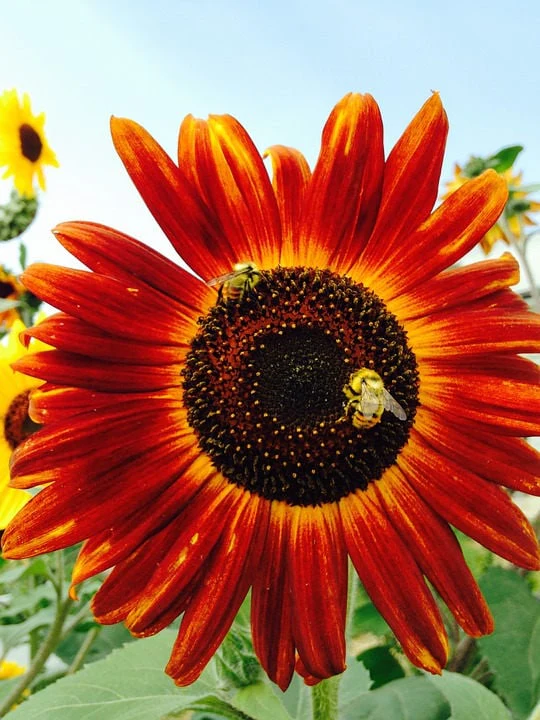 100 AUTUMN BEAUTY SUNFLOWER Helianthus Annuus Flower Seeds - Image 2