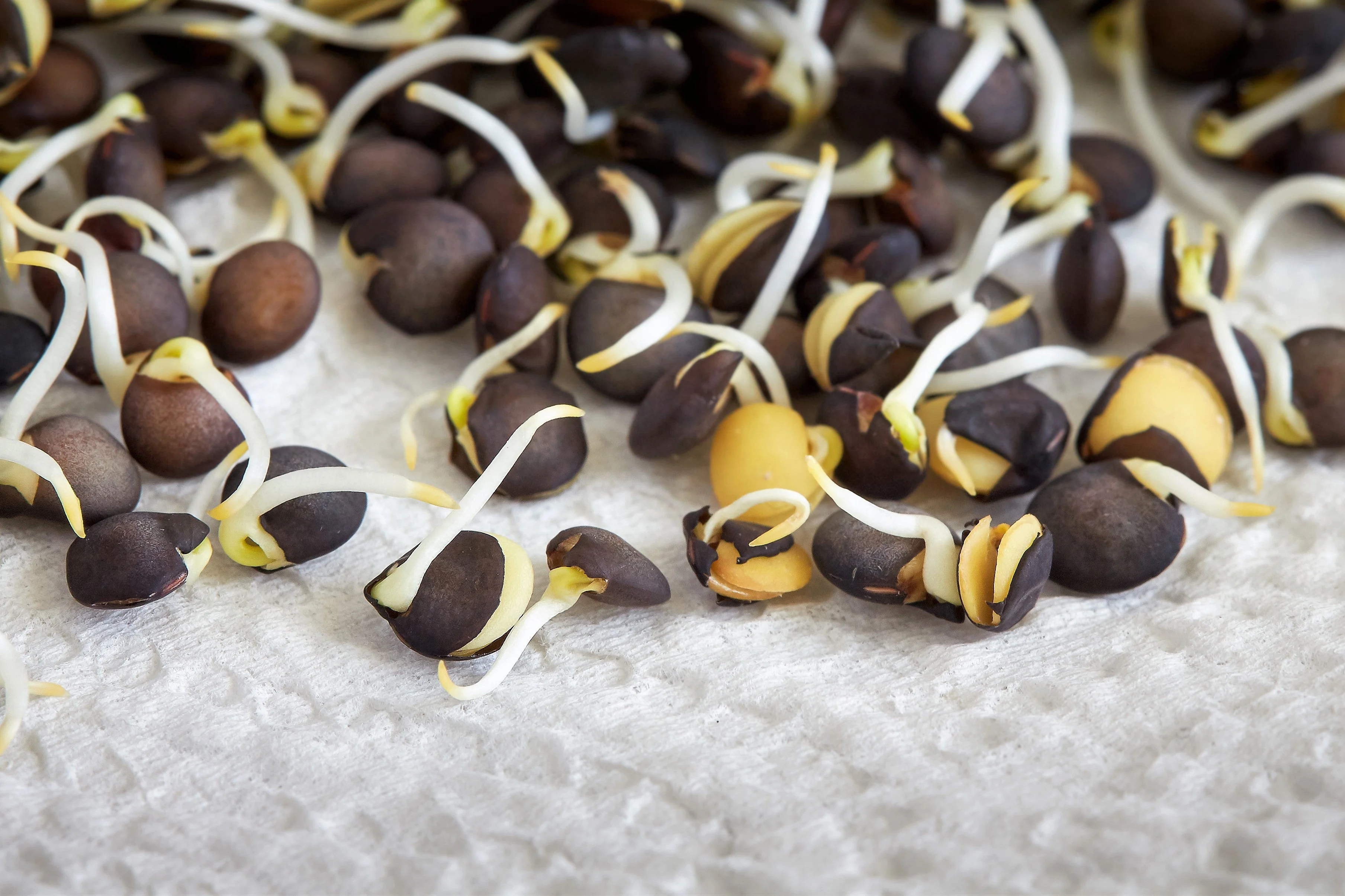 100 BLACK LENTIL Bush Lens Culinaris Vegetable Legume Sprouts Seeds - Image 7