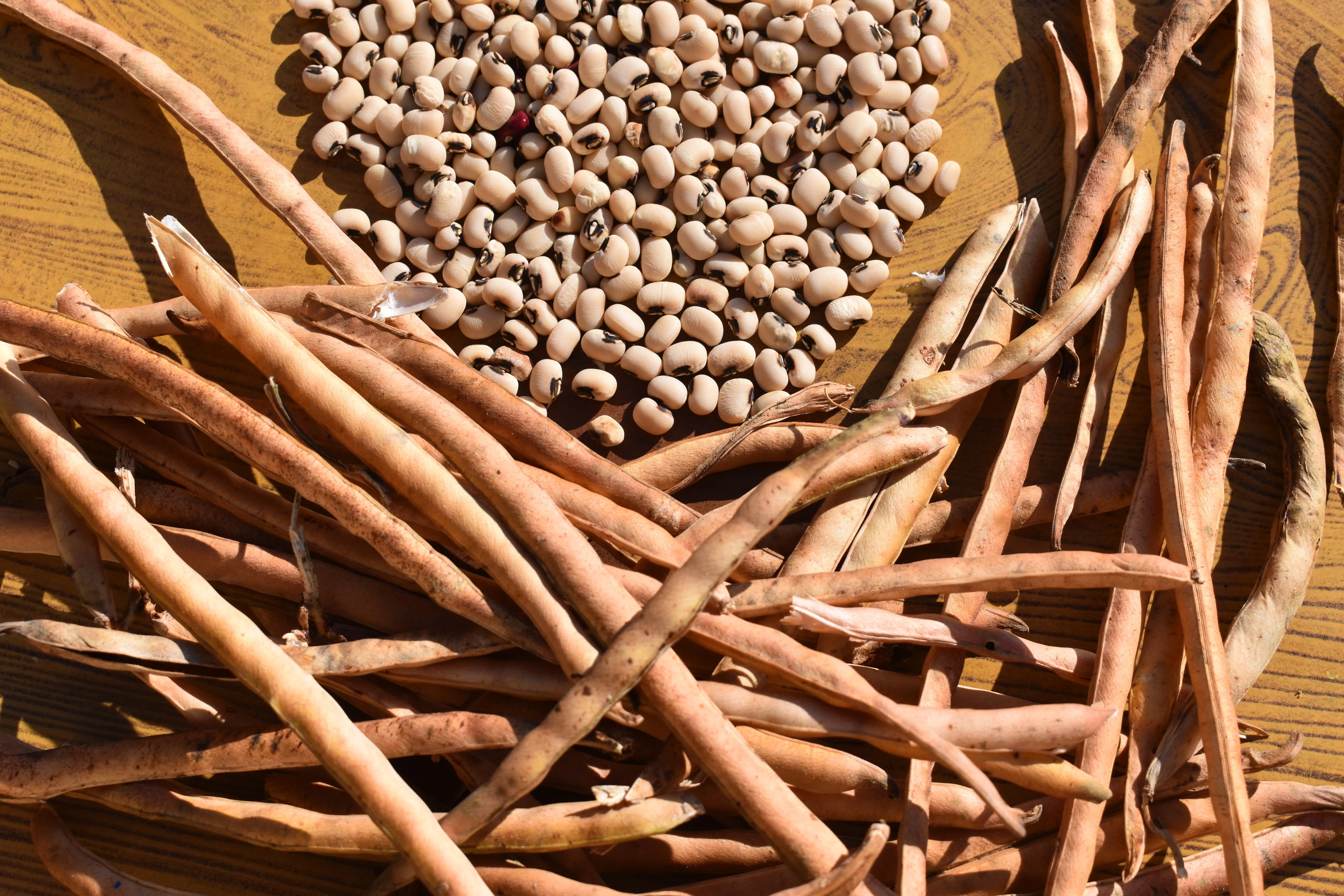 100 BLACKEYE PEA (Cow Pea / Cowpea / Southern Pea / Blackeyed Pea / Black Eye Pea) Vigna Unguiculata Vegetable Seeds - Image 4