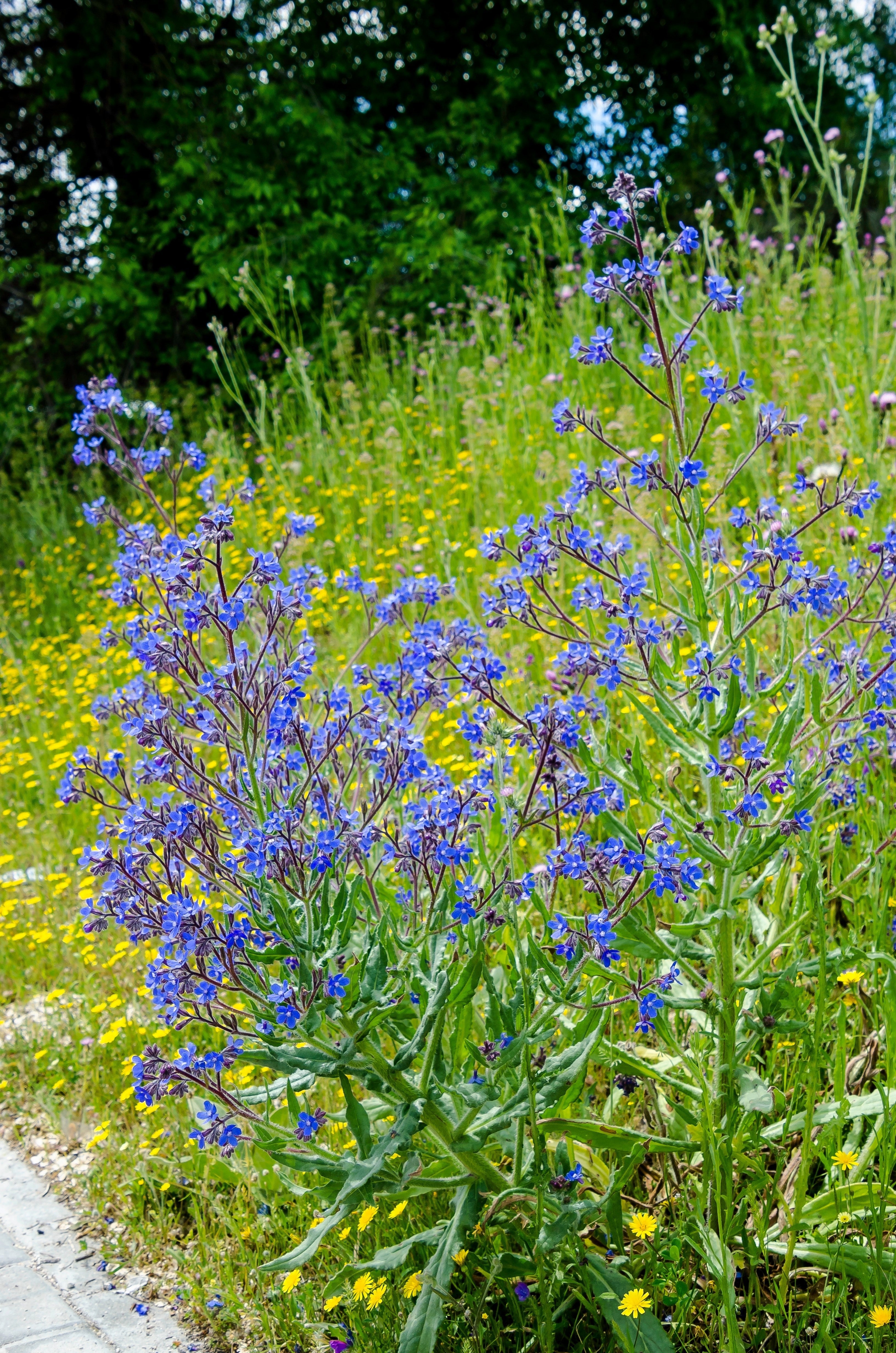 100 BLUE ANGEL ANCHUSA (Summer Forget Me Not) Anchusa Carpensis Flower Seeds - Image 10