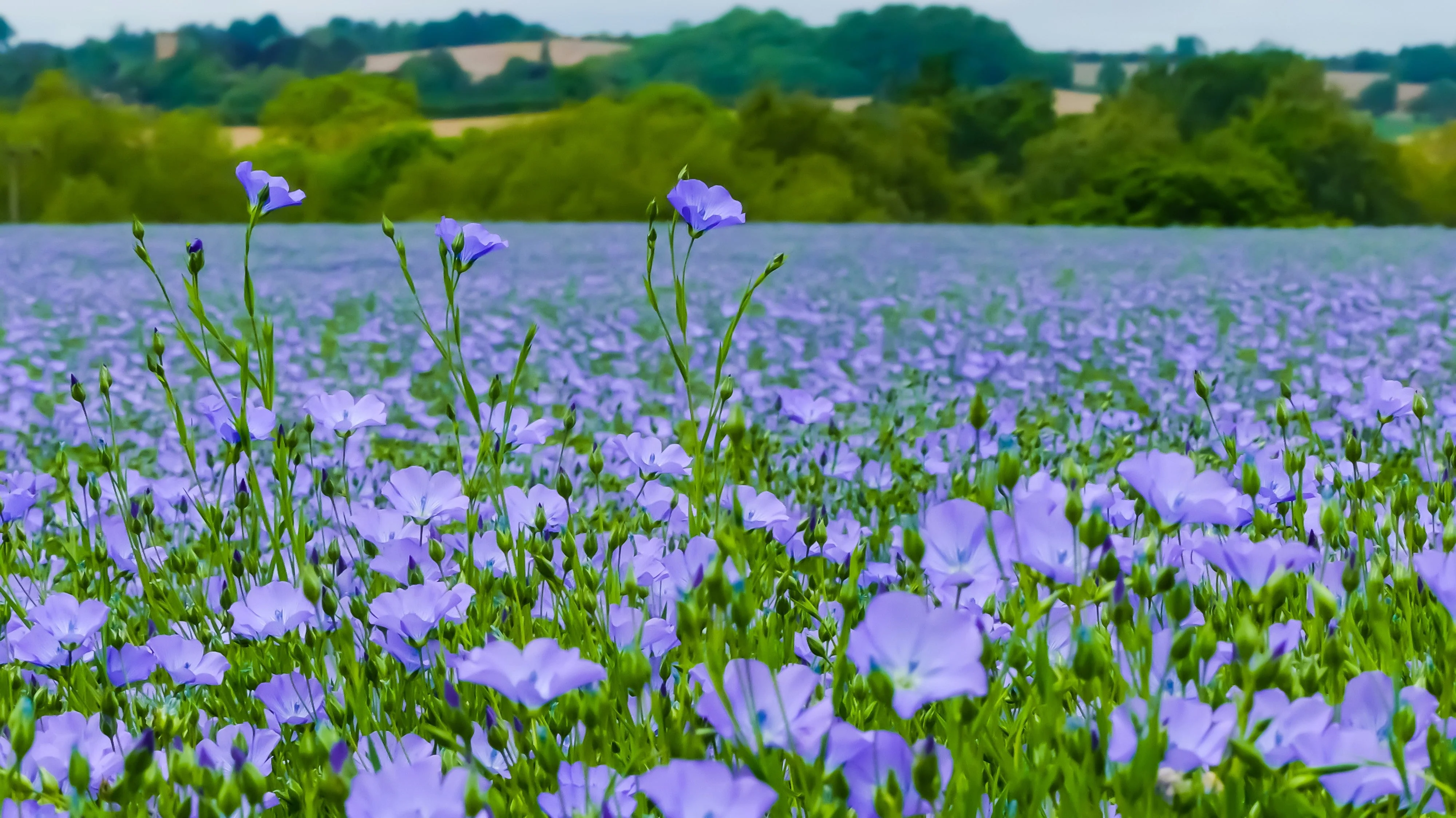 100 BLUE FLAX (Prairie Flax / Lewis Blue Flax) Linum Perenne Lewisii Flower Seeds - Image 10