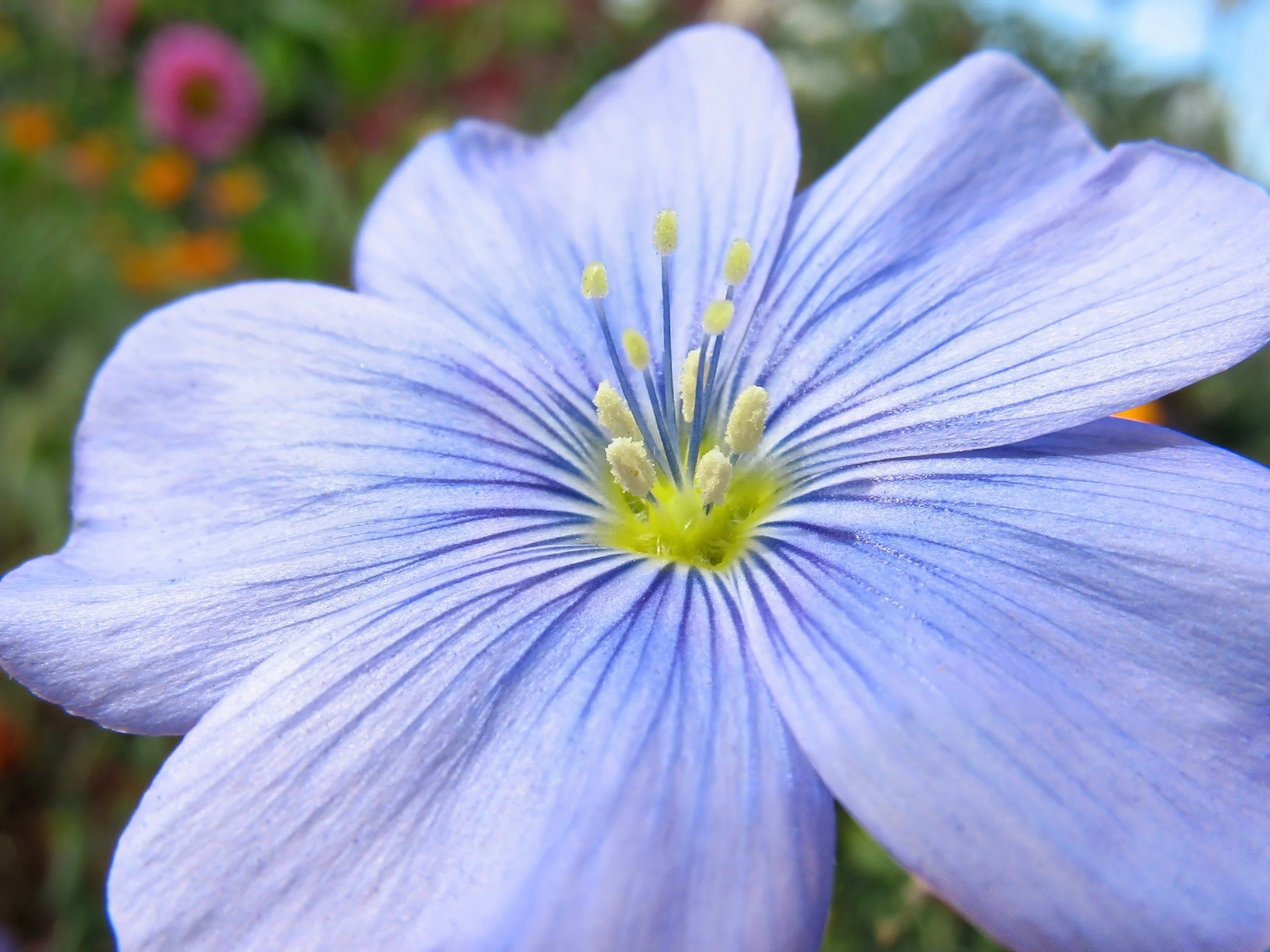 100 BLUE FLAX (Prairie Flax / Lewis Blue Flax) Linum Perenne Lewisii Flower Seeds - Image 12