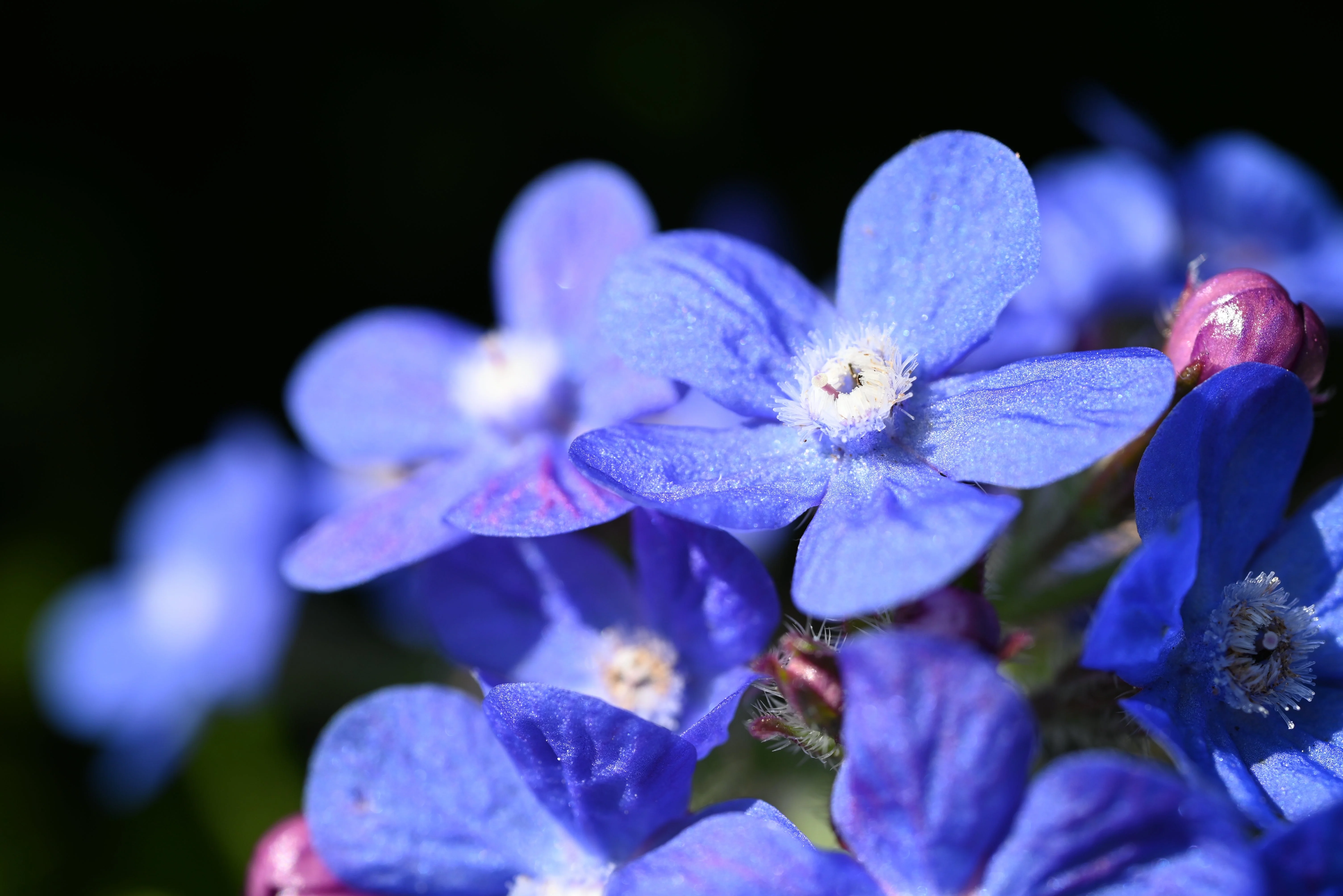 100 BLUE ITALIAN ALKANET Anchusa Capensis Flower Seeds - Image 3