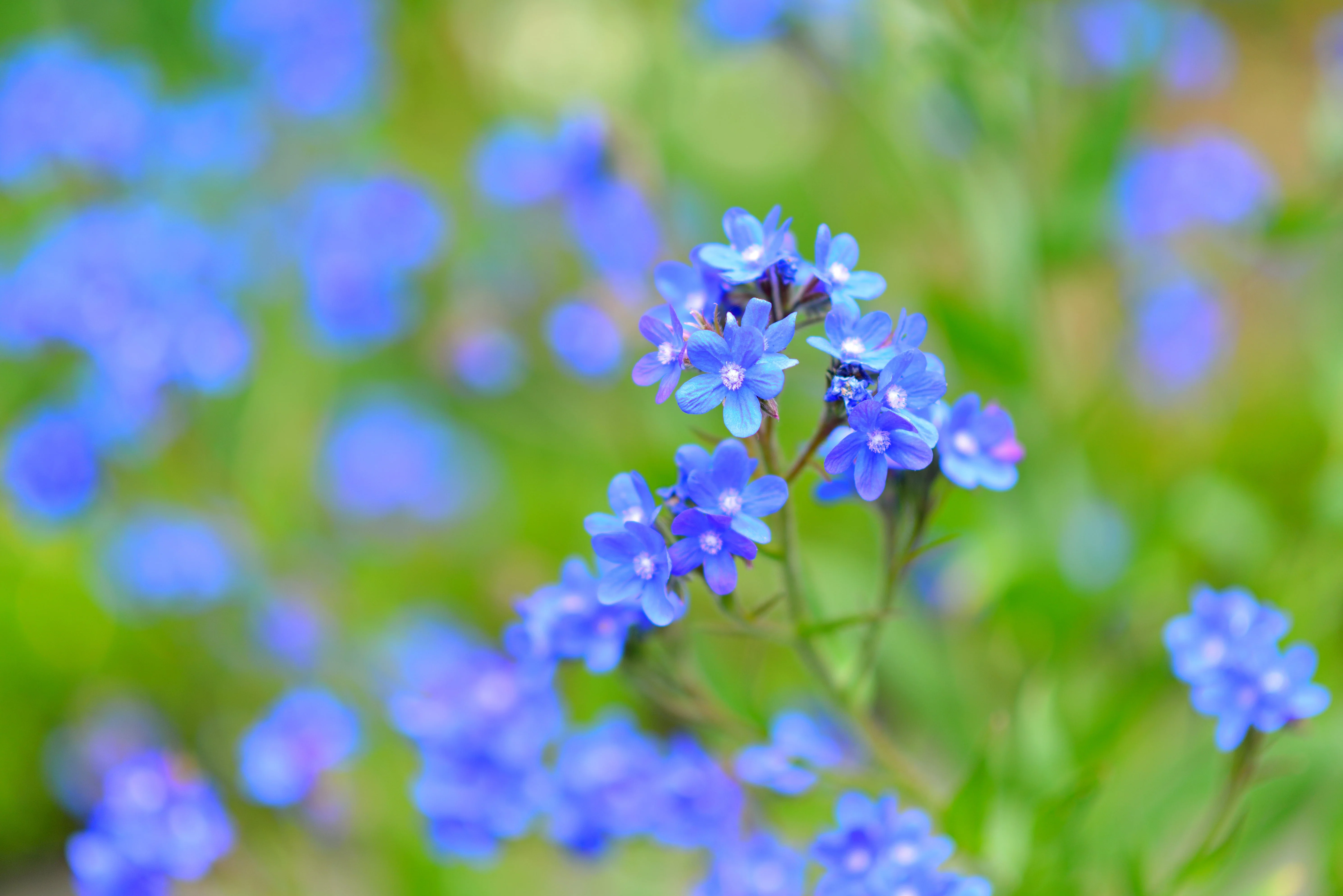 100 BLUE ITALIAN ALKANET Anchusa Capensis Flower Seeds - Image 6