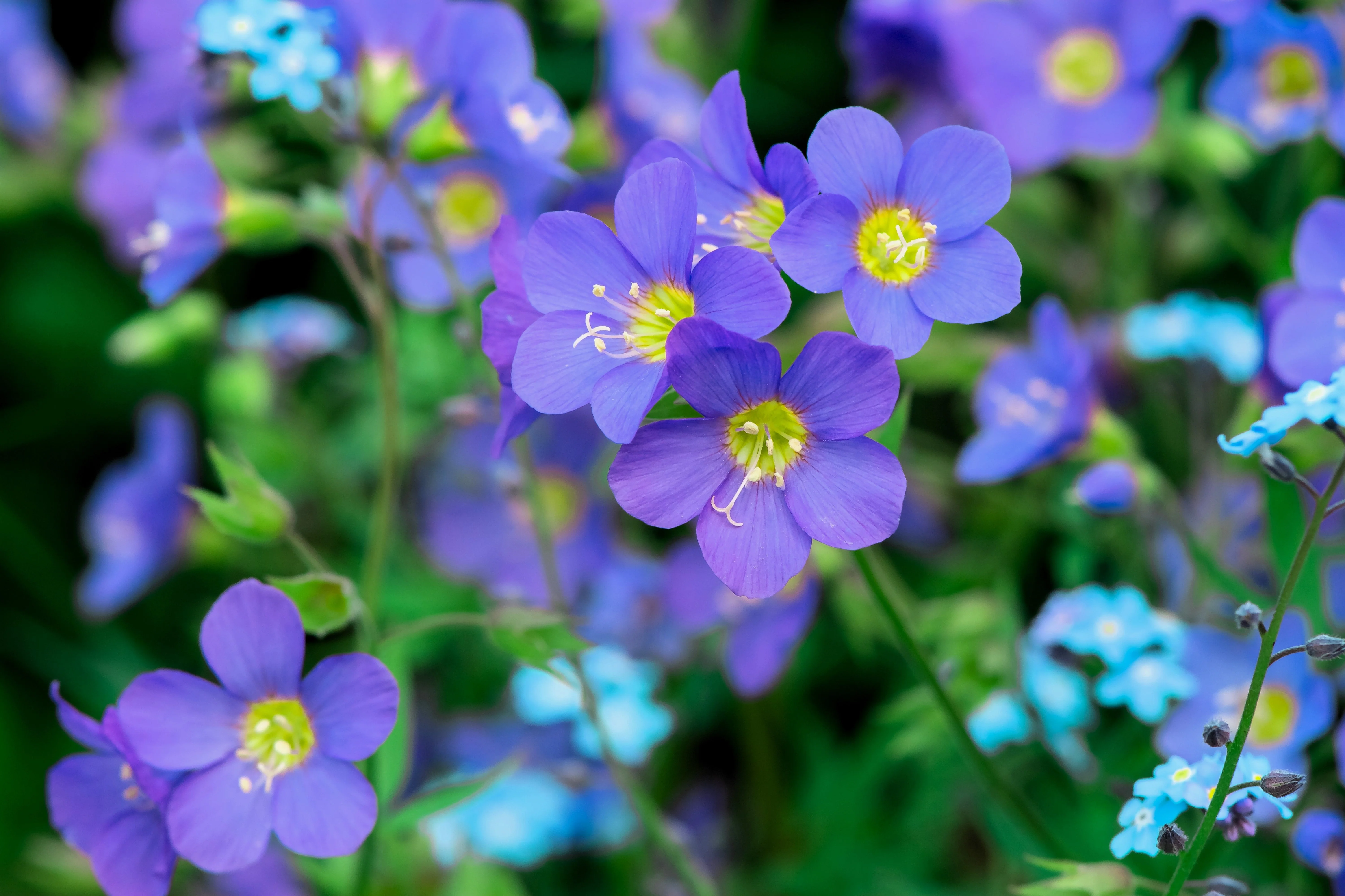 100 BLUE PEARL POLEMONIUM ( Jacobs Ladder ) Polemonium Caeruleum Flower Seeds - Image 2
