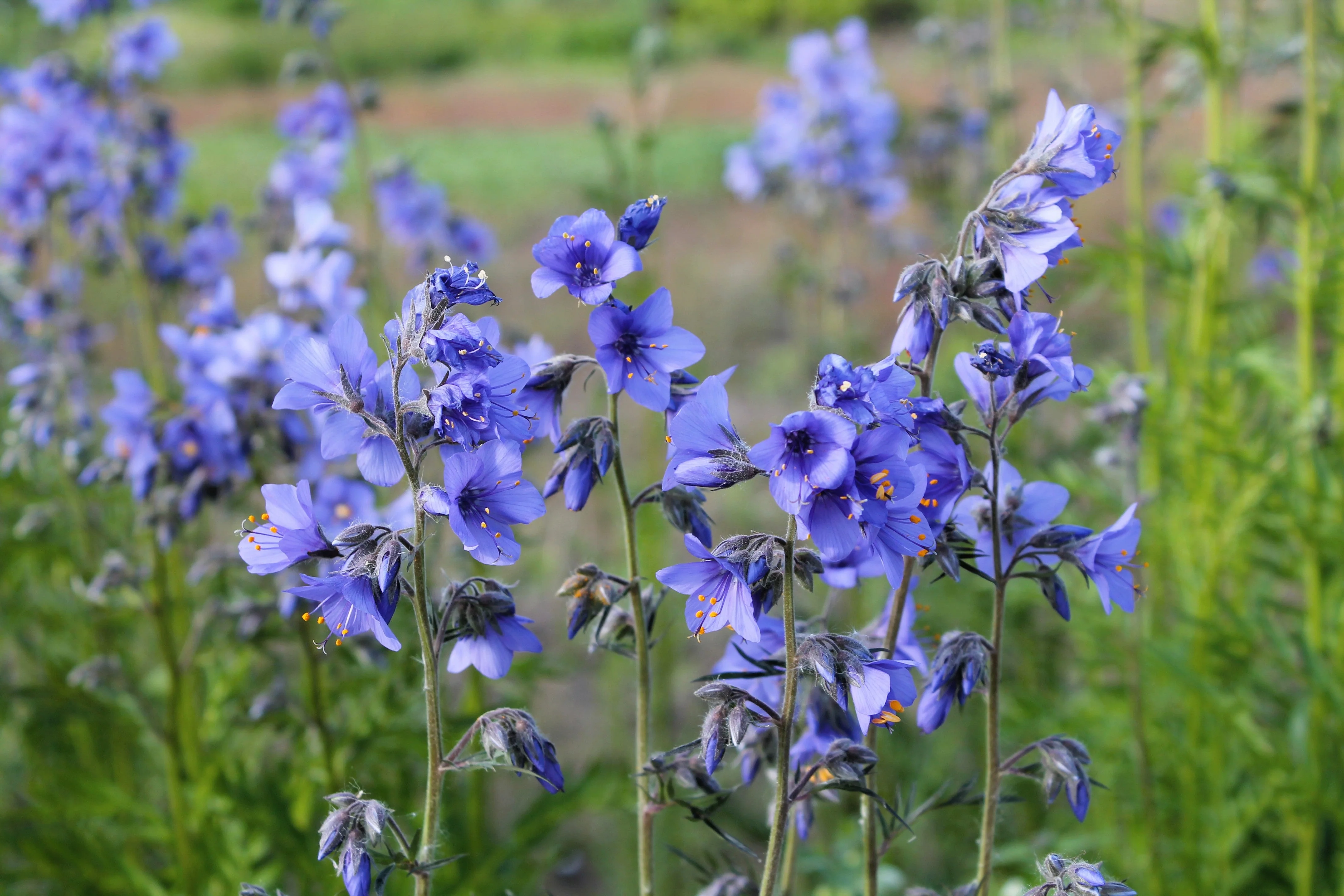 100 BLUE PEARL POLEMONIUM ( Jacobs Ladder ) Polemonium Caeruleum Flower Seeds - Image 6