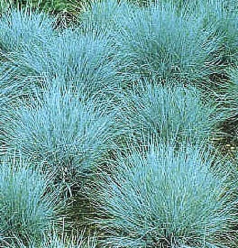 100 BLUE Sheeps FESCUE GRASS Festuca Ovina Glauca Cinerea Seeds - Image 3
