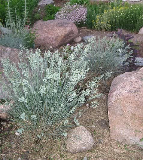 100 BLUE Sheeps FESCUE GRASS Festuca Ovina Glauca Cinerea Seeds - Image 4