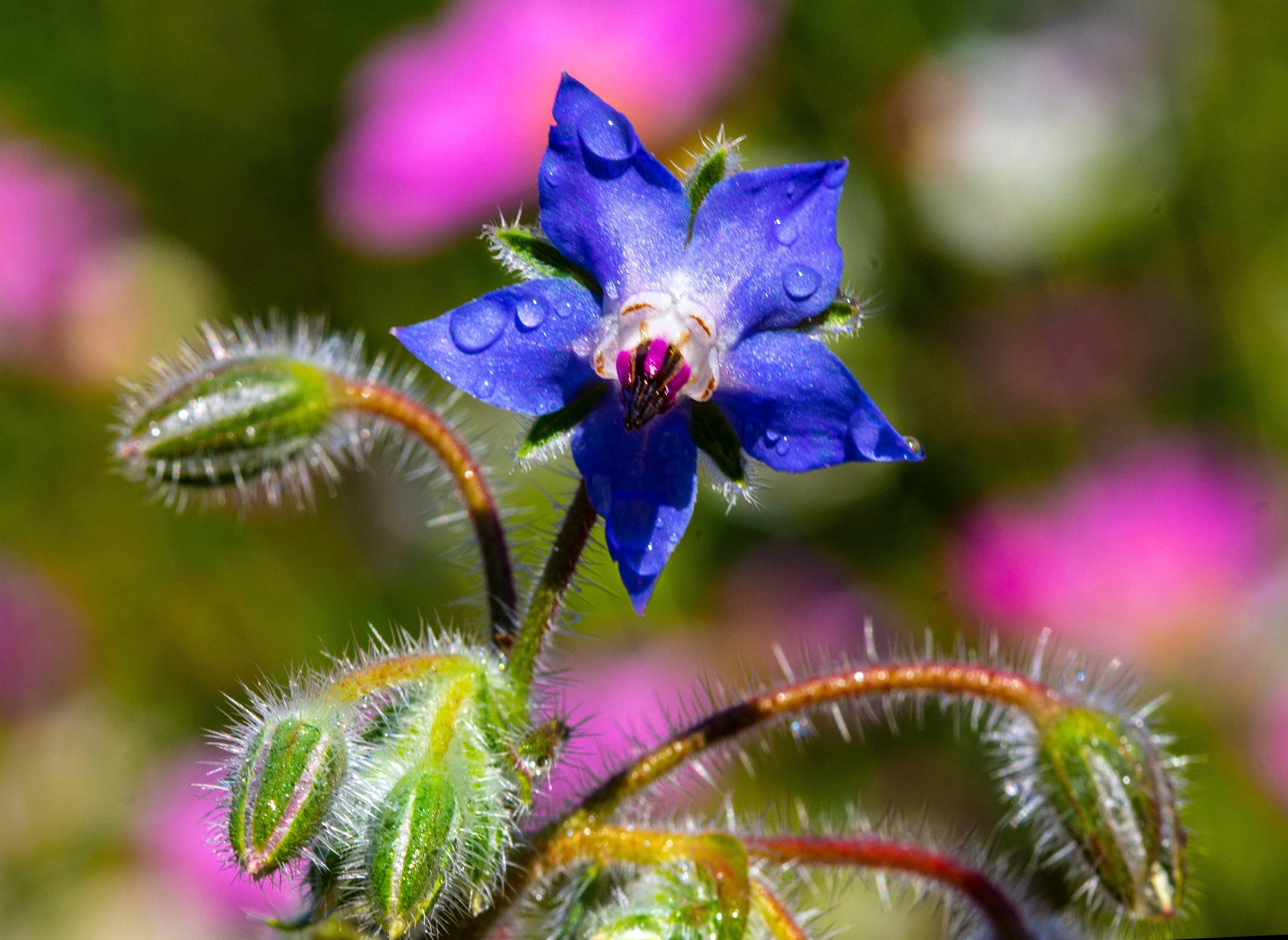 100 Blue Star BORAGE HERB Borago Officinalis Flower Seeds - Image 3