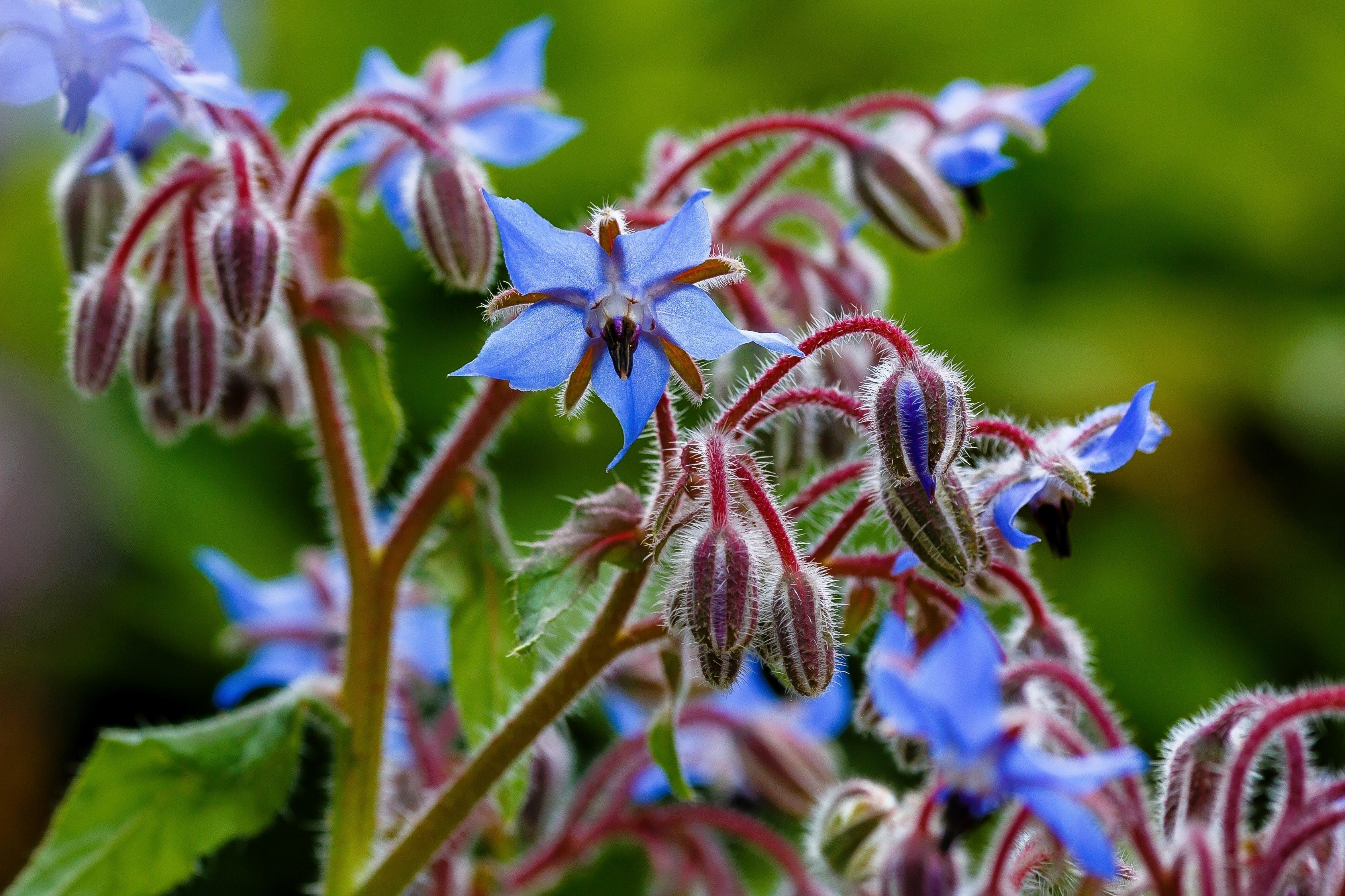 100 Blue Star BORAGE HERB Borago Officinalis Flower Seeds - Image 5