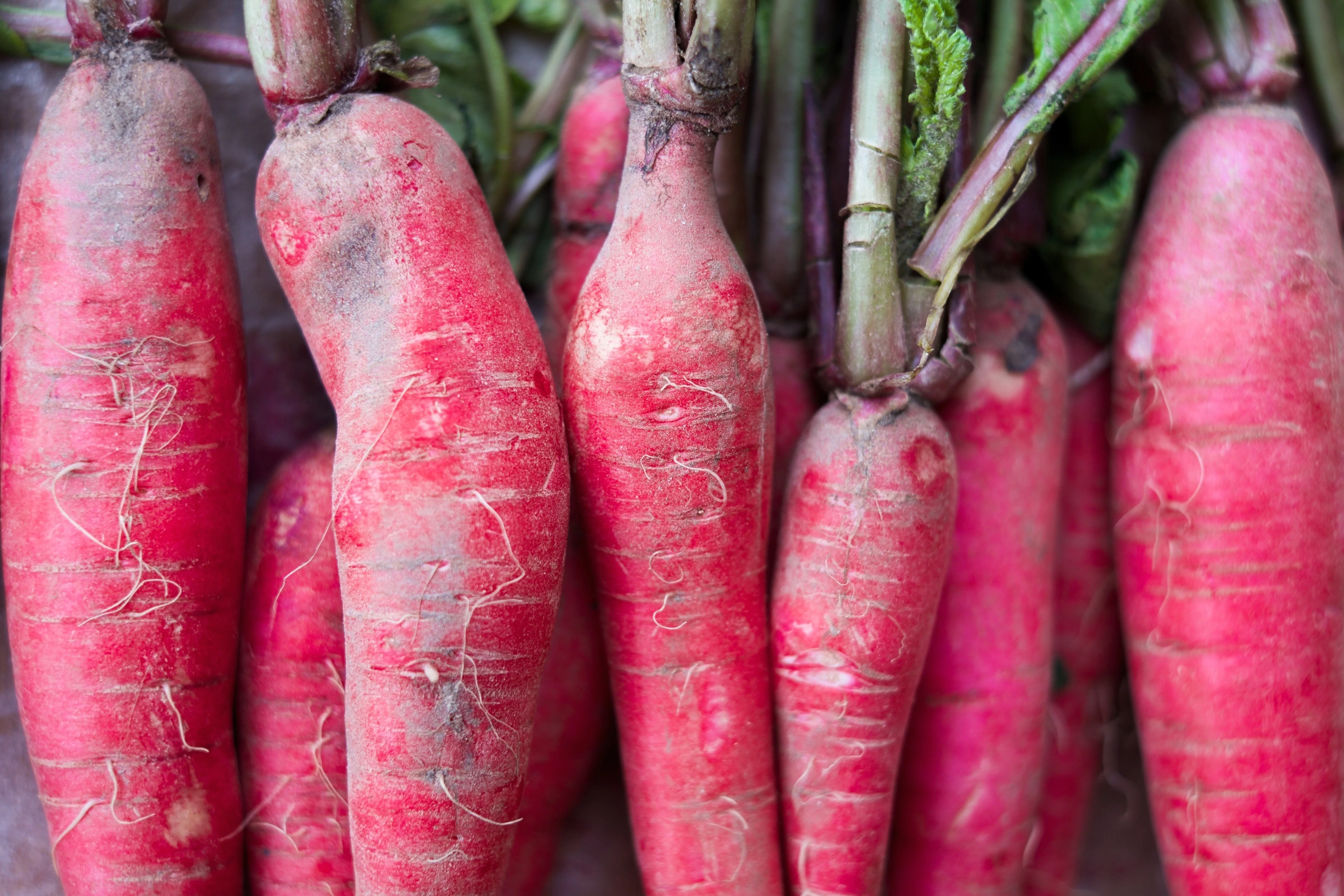 100 CHINA ROSE RADISH (Chinese Winter Radish) Raphanus Sativus Vegetable Seeds - Image 3
